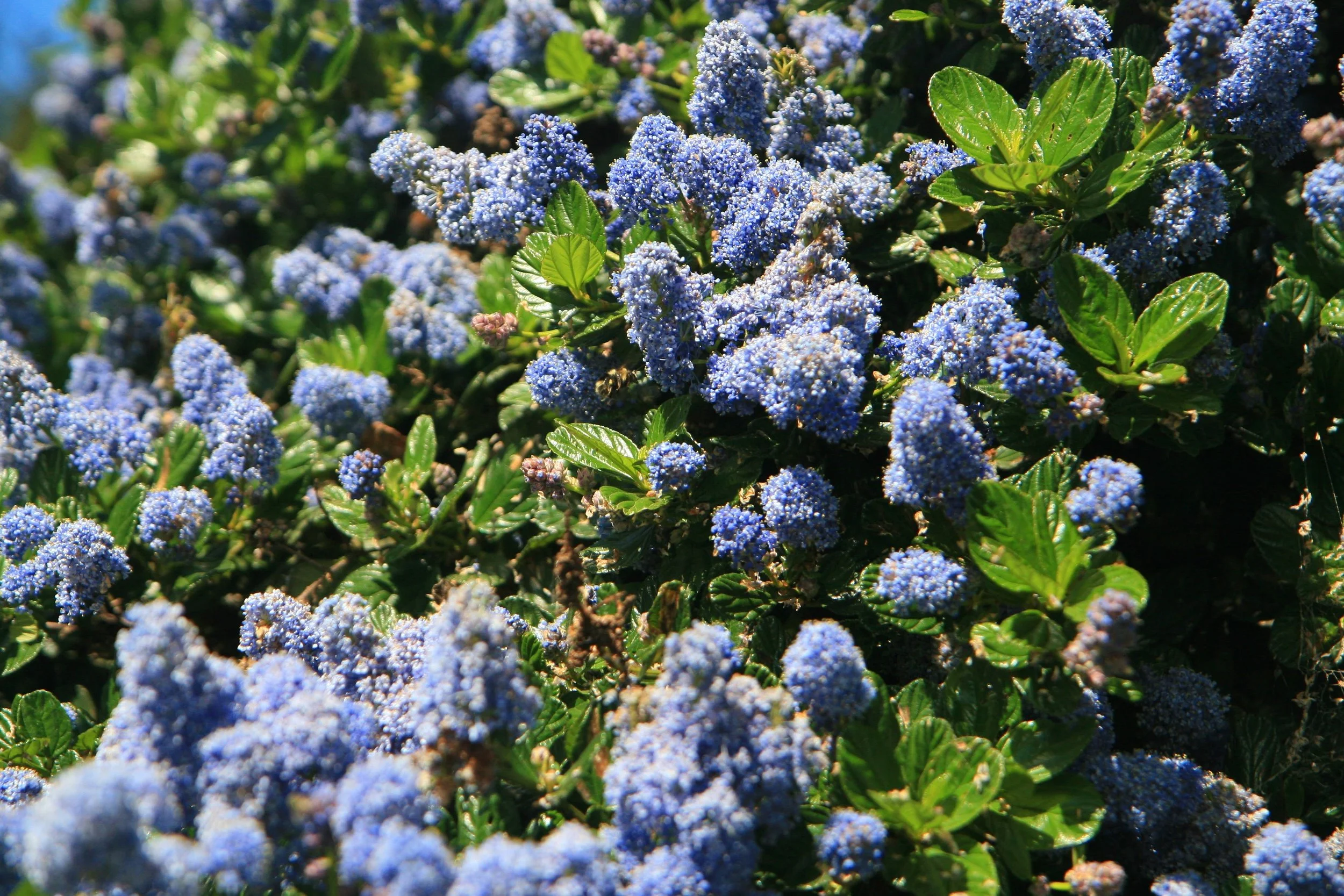Ceanothus in bloom.