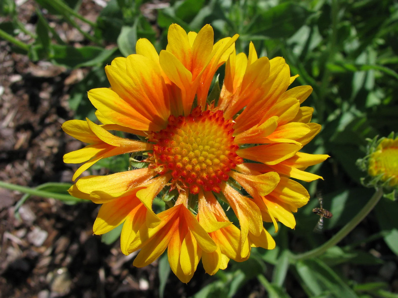 Gaillardia grandiflora 'Oranges and Lemons'