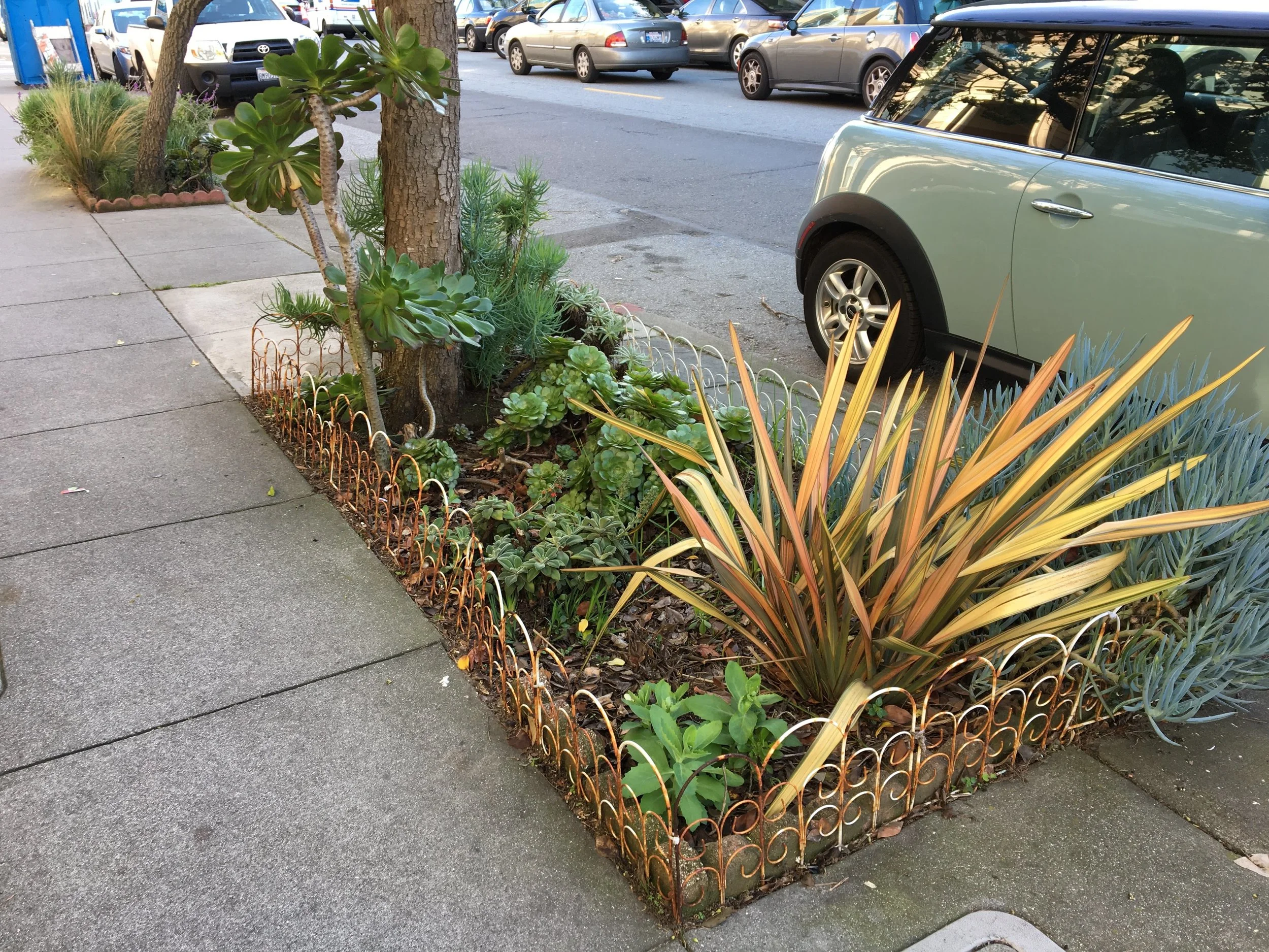 A sidewalk garden featuring New Zealand flax in the Inner Sunset.