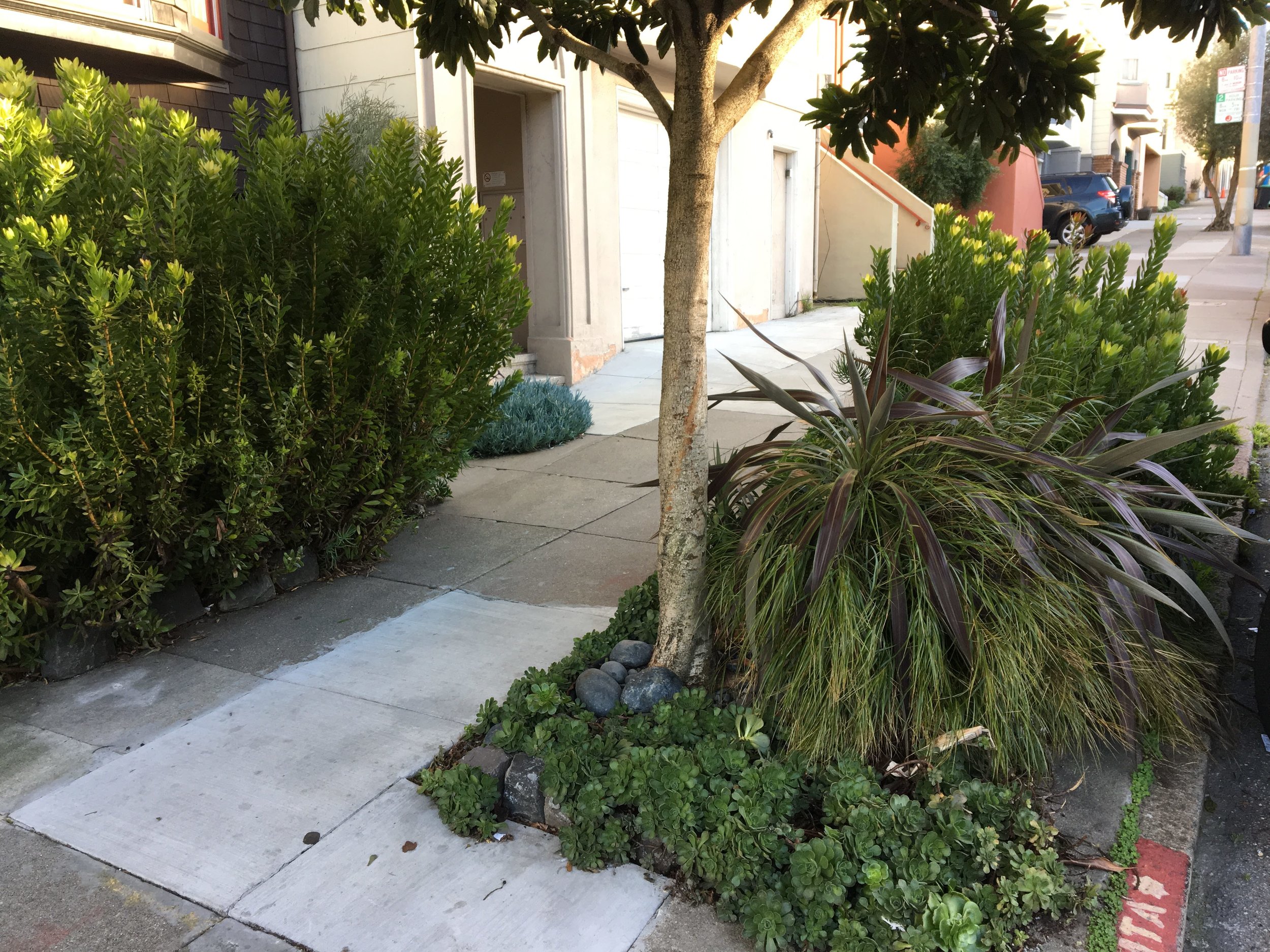 Beautiful grasses, leucadendrons, and succulents in a sidewalk garden in the Inner Sunset.