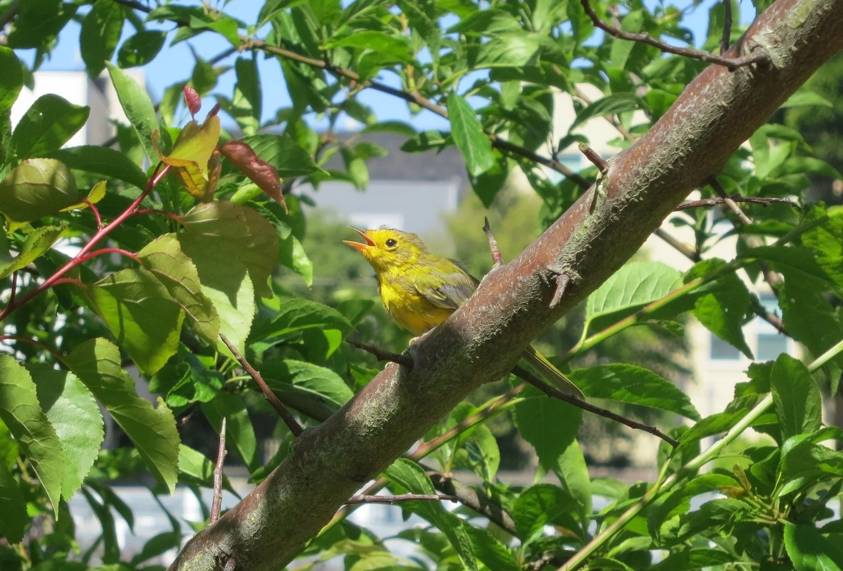 A young Western Tanager enjoying the foliage at GFE.