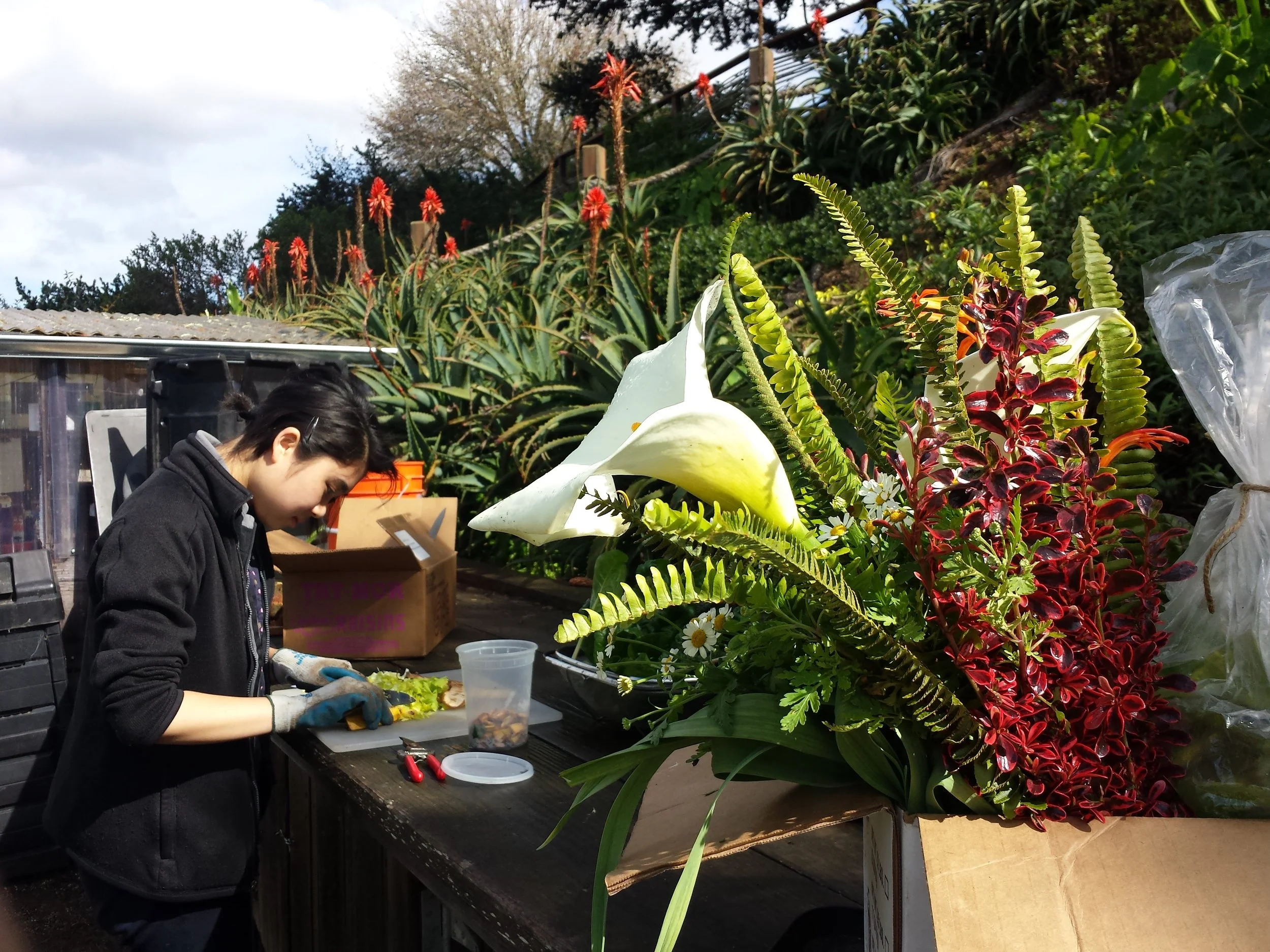 A bouquet of ferns, Coprosma , and and early spring calla lily ready to go in the harvest box.