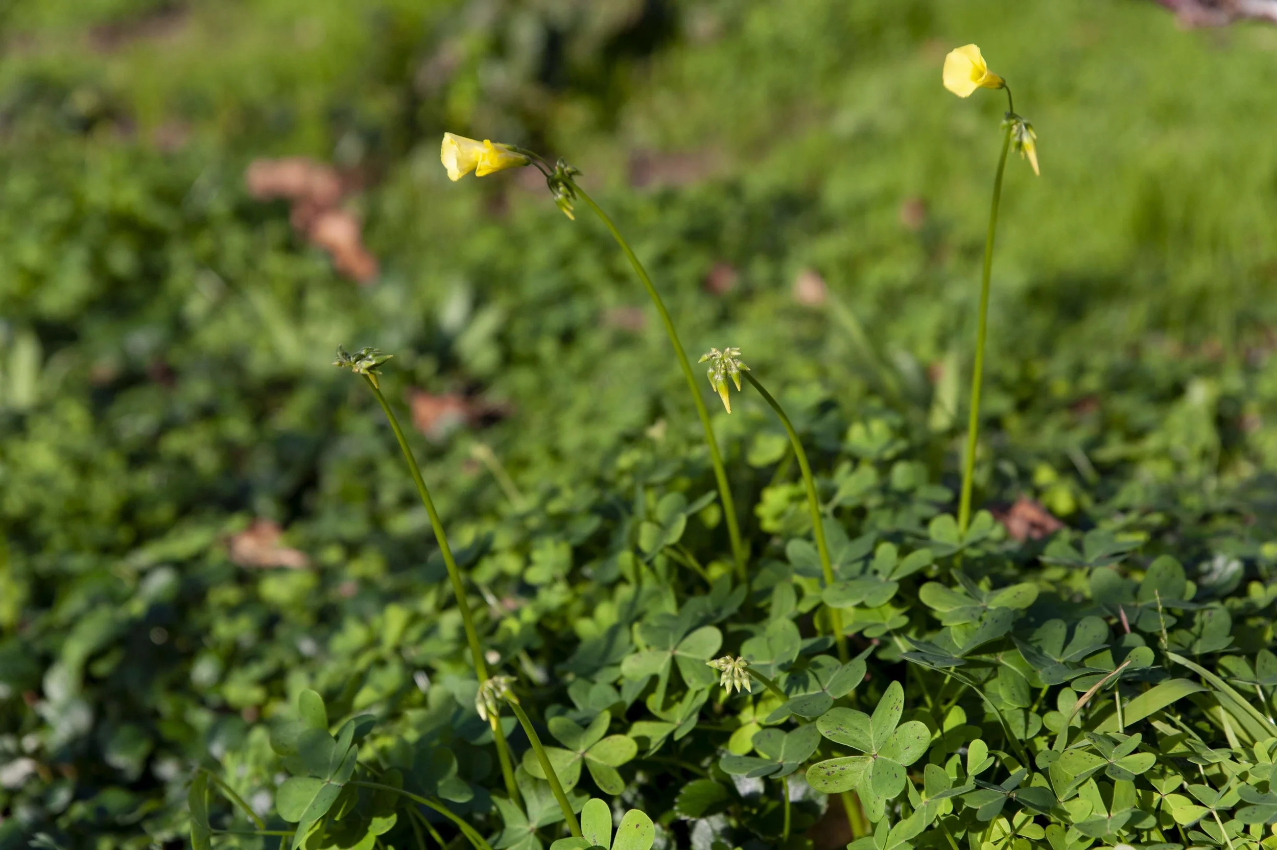 Oxalis pes-caprae taking over the orchard.
