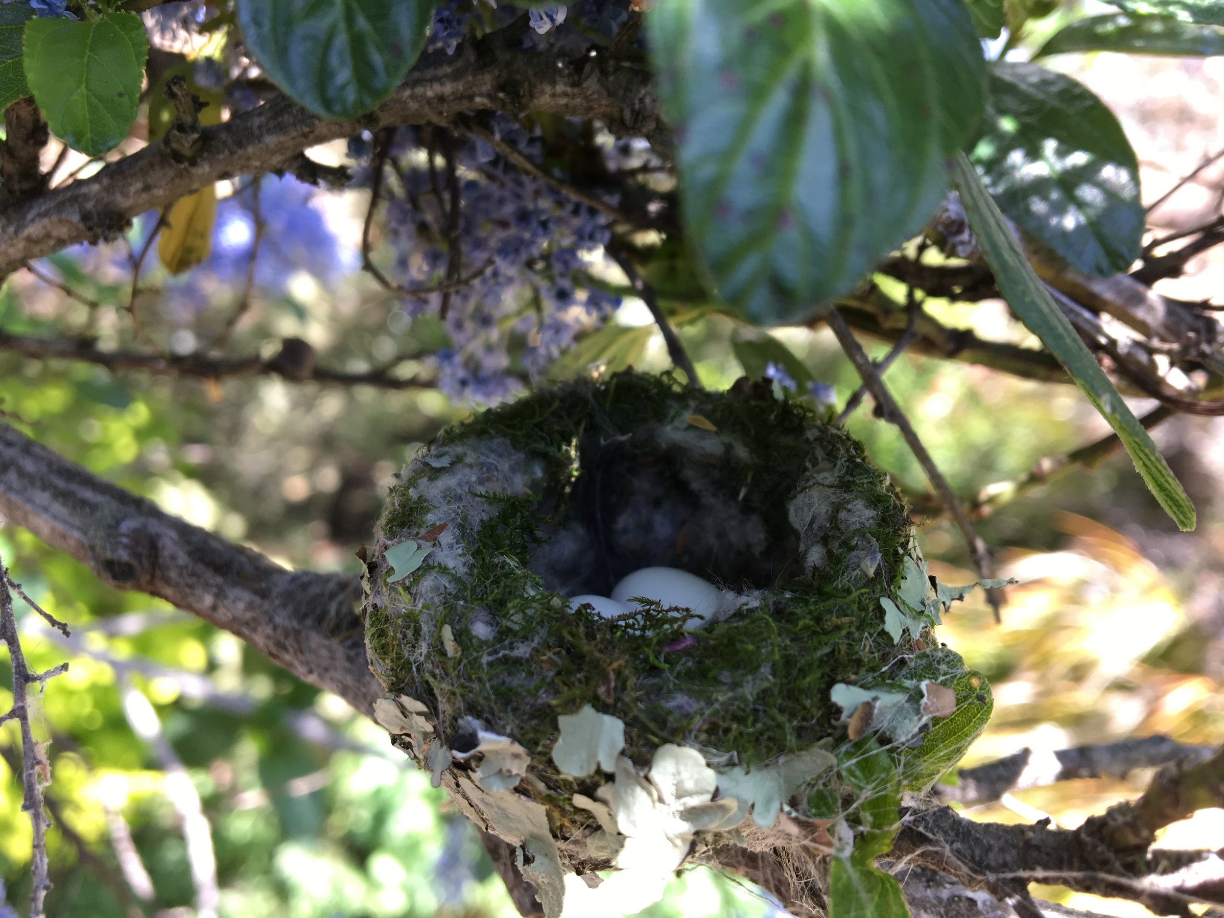 A hummingbird nest in a Ceanothus tree at GFE.