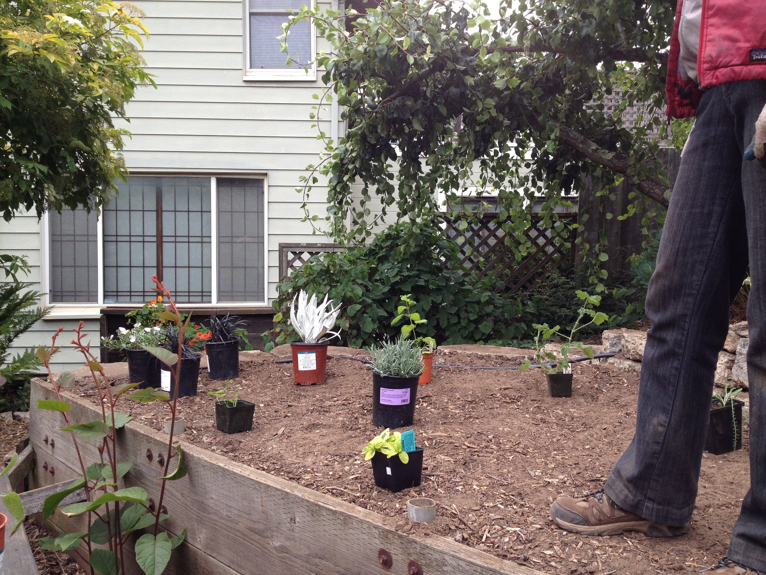 Take advantage of the break in the drought to establish a new drought-tolerant garden.