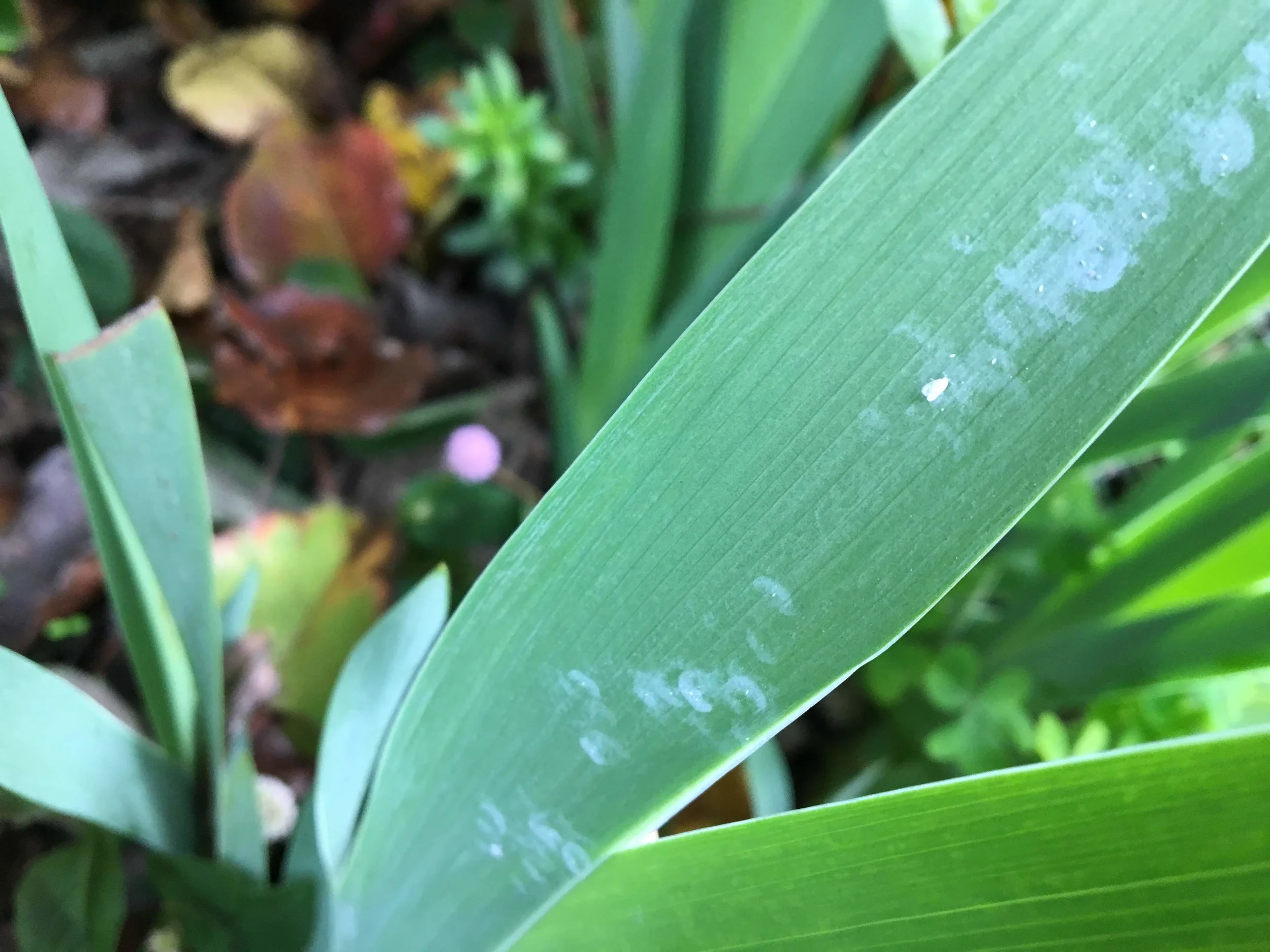Whitefly on iris leaves at GFE.