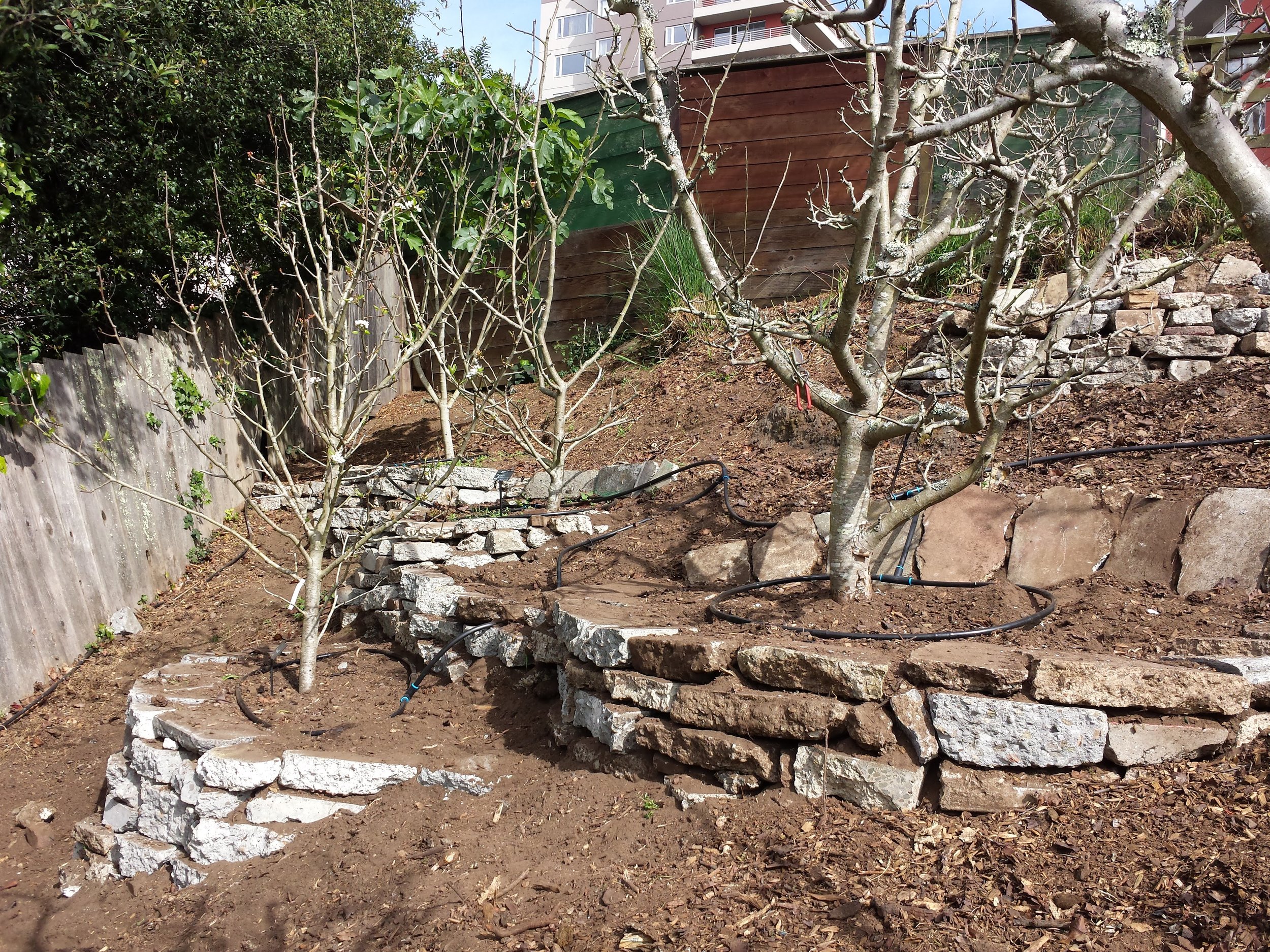 Newly constructed “urbanite” rock wall tree basins in the north orchard at GFE.