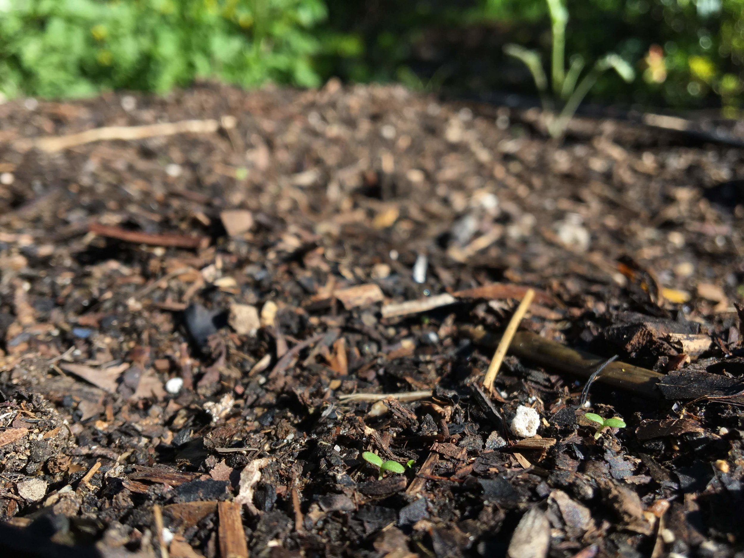 Organic matter mixed with soil creates a healthy ecosystem for beneficial microorganisms.