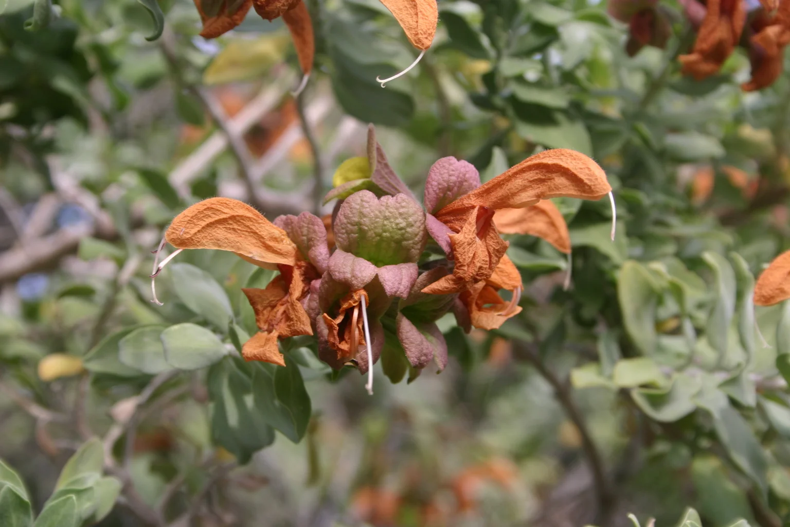 Salvia africana-lutea in bloom.
