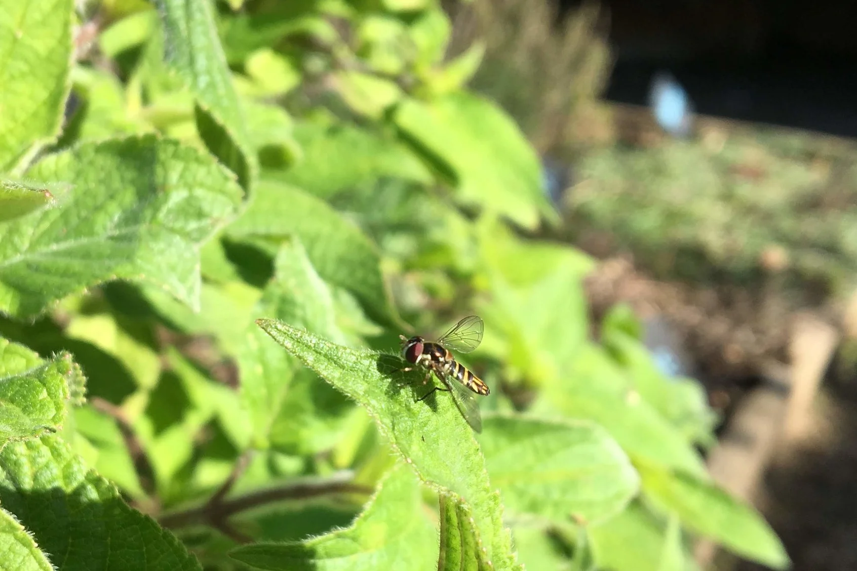 Hoverfly at GFE - its larva eats aphids.