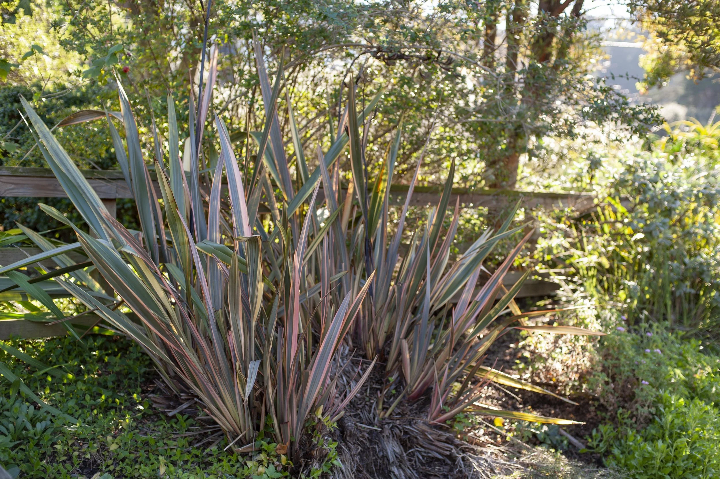 A large New Zealand flax by the south gate on 7th Ave.