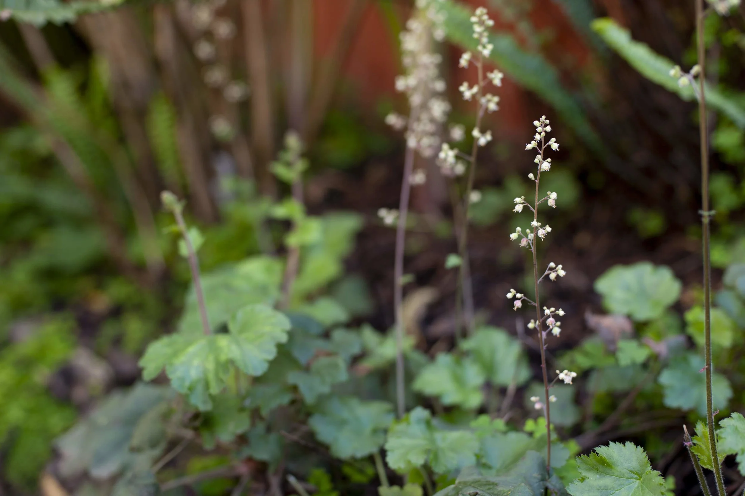 Coral bells.