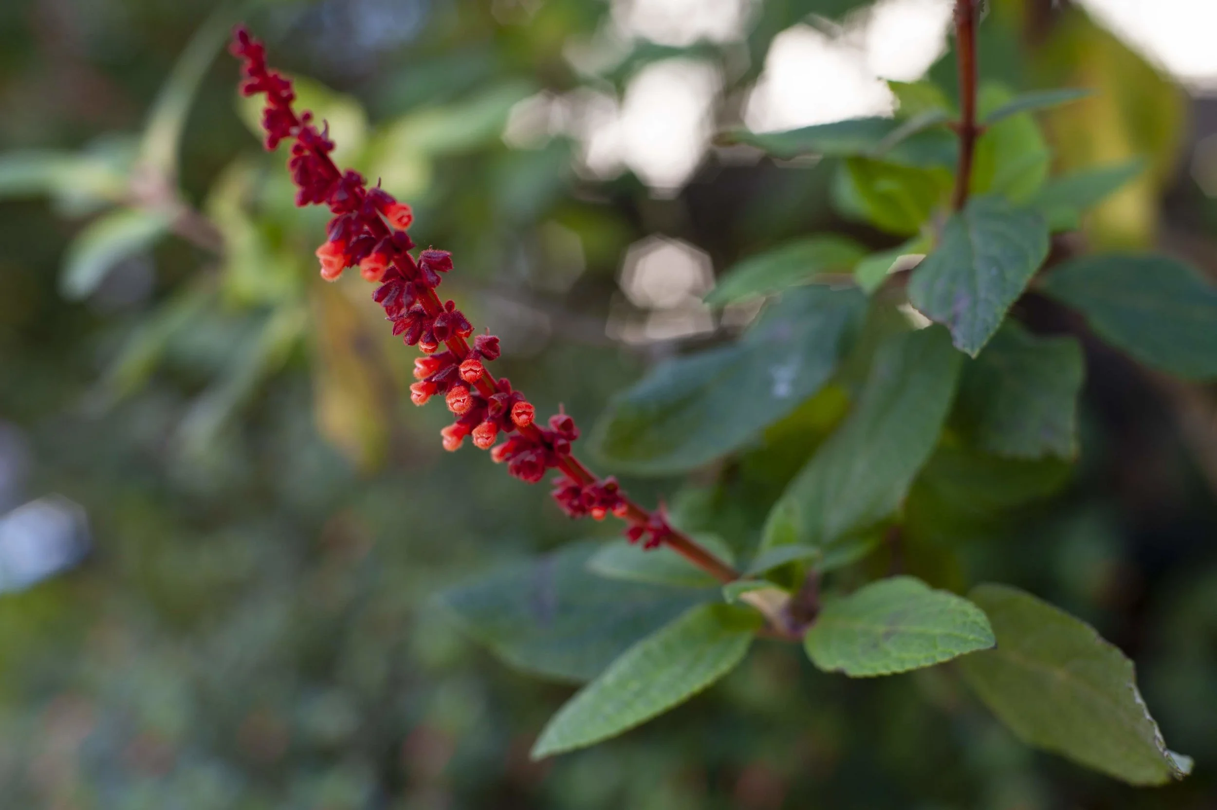 The fuzzy and somewhat smelly Salvia confertiflora.