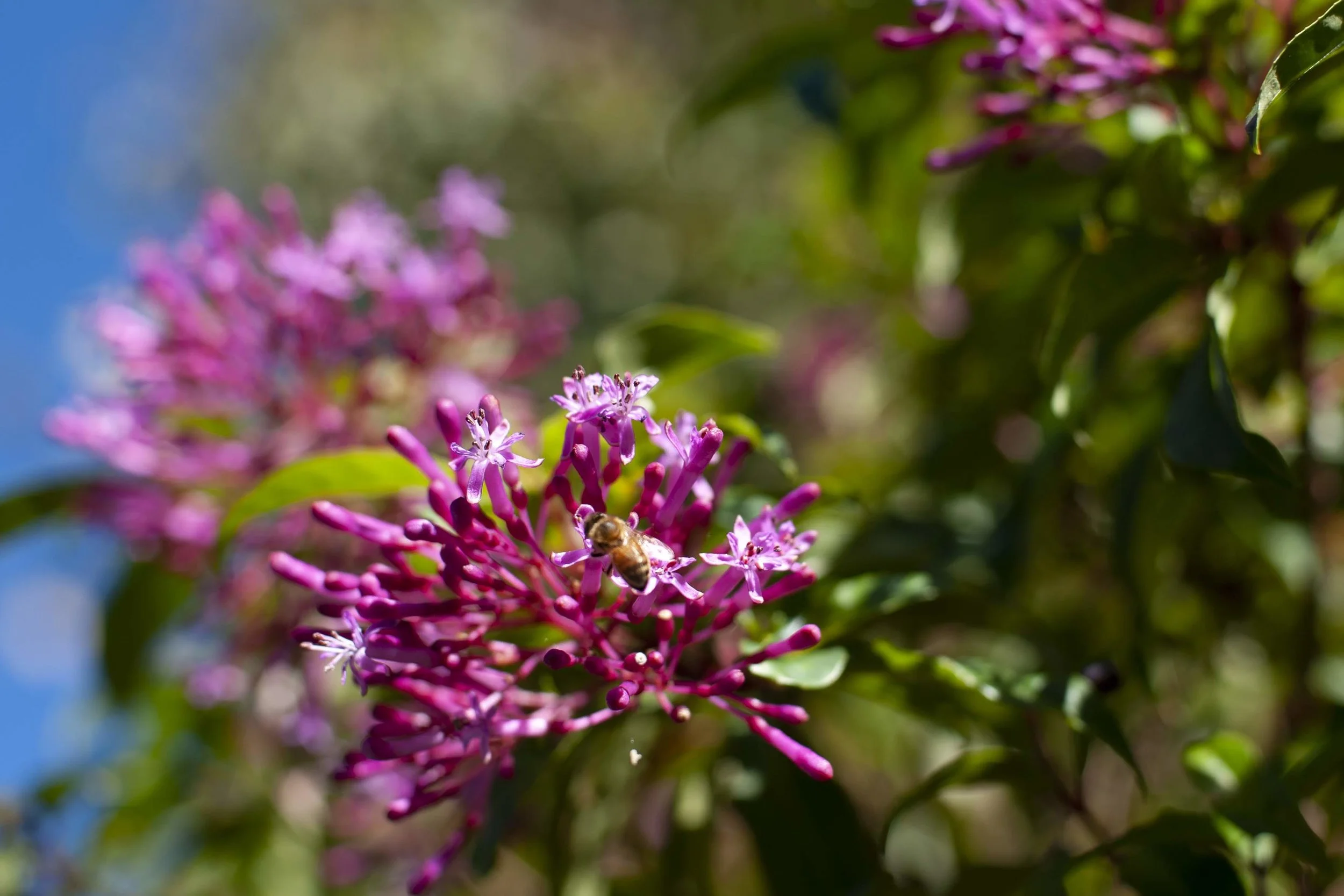 A honeybee enjoying the Fuschia paniculata .