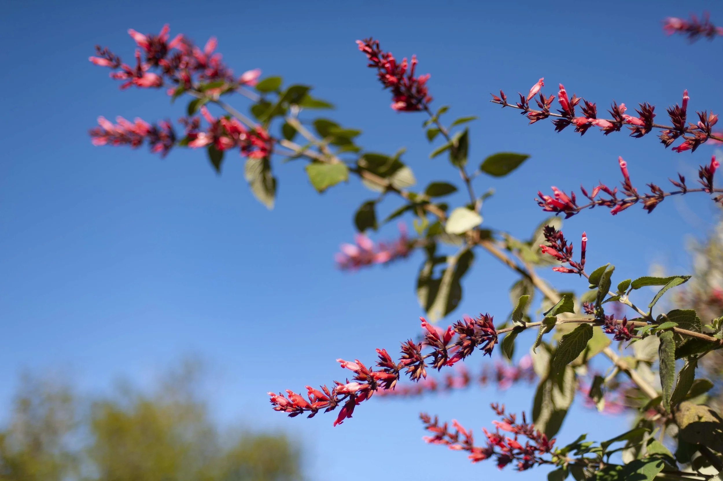 Salvia karwinskii , a GFE kids’ favorite for its tasty nectar.
