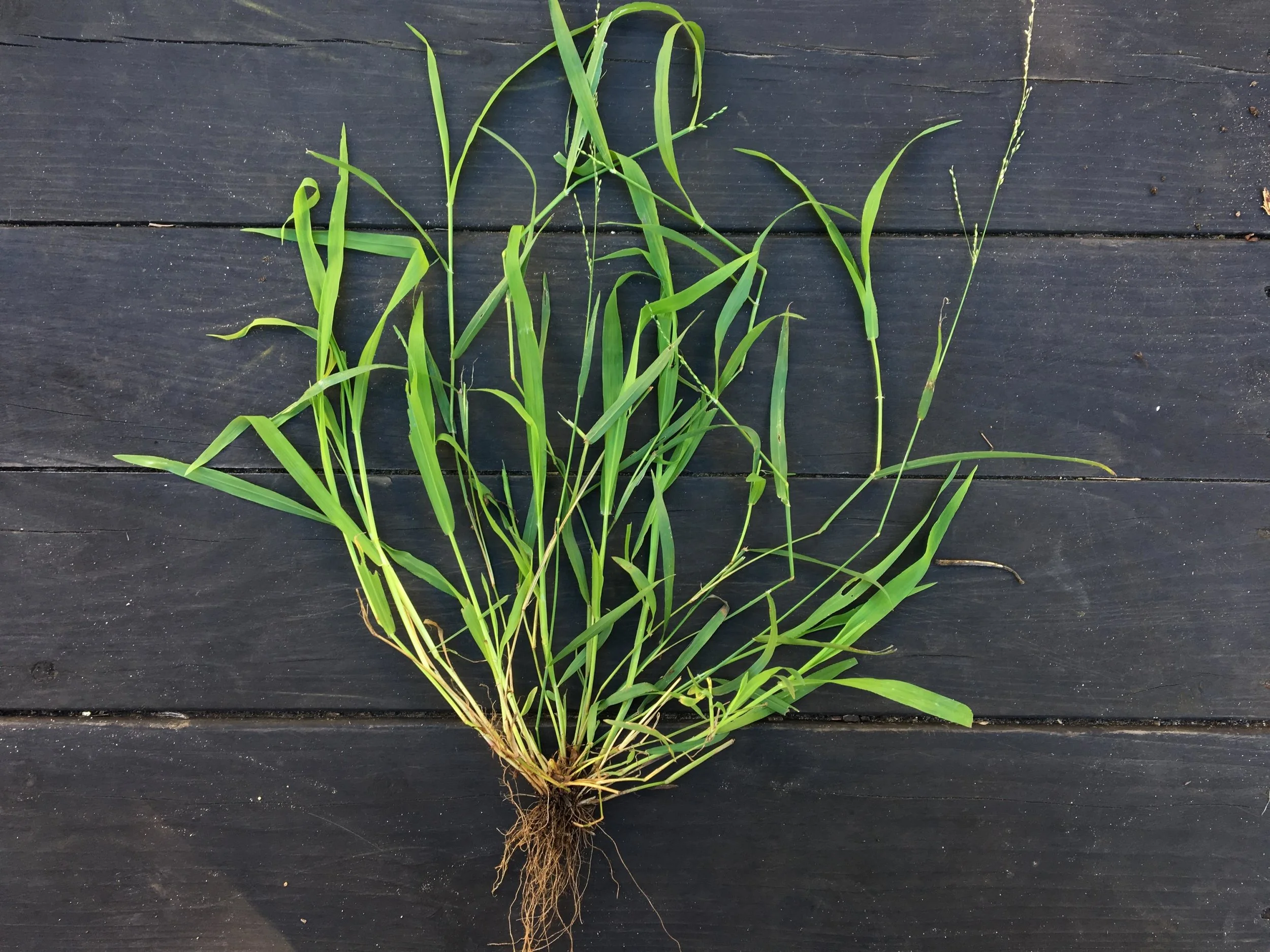 Ehrharta, freshly pulled out at GFE.