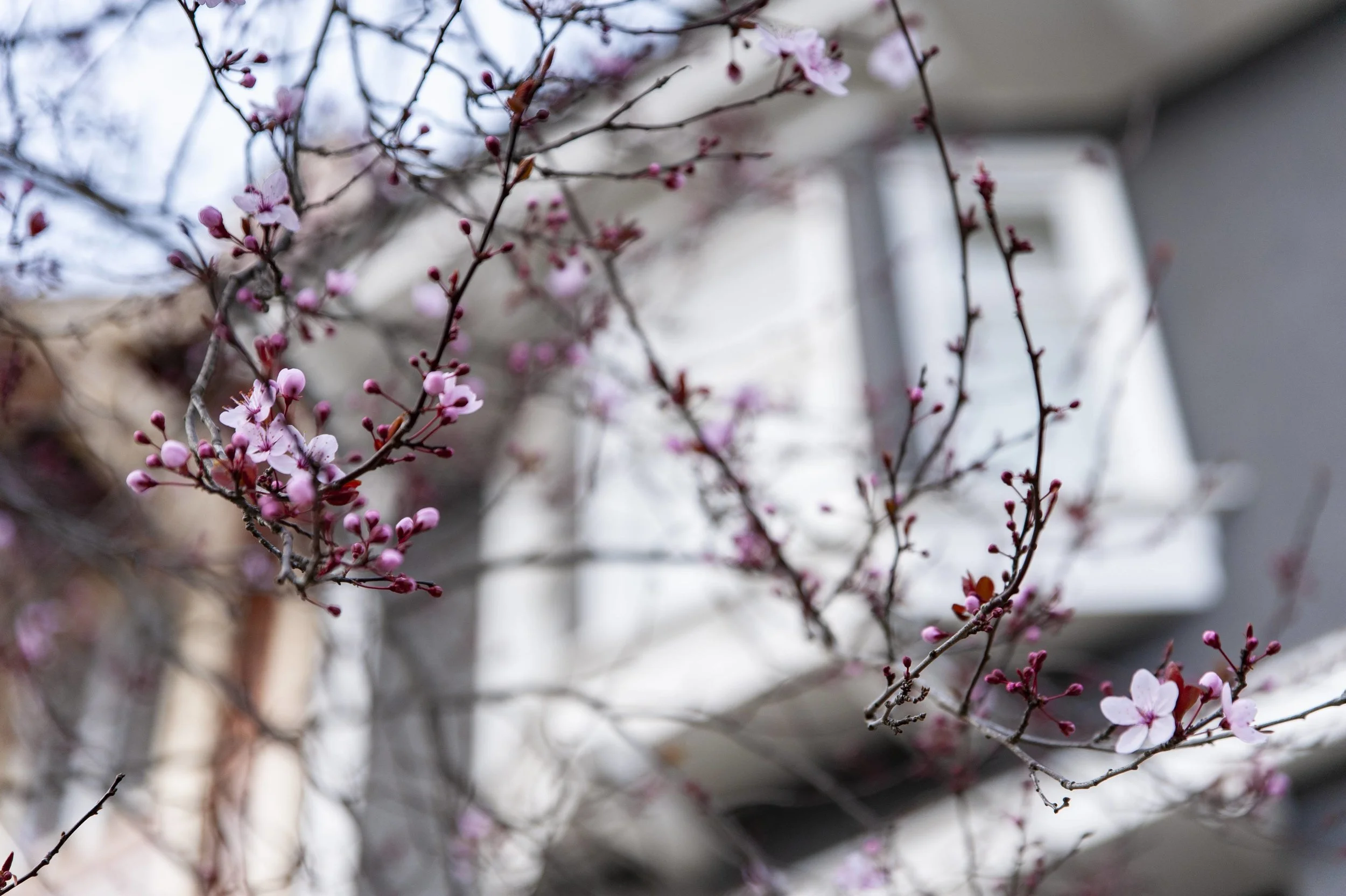 Plum blossoms near GFE.