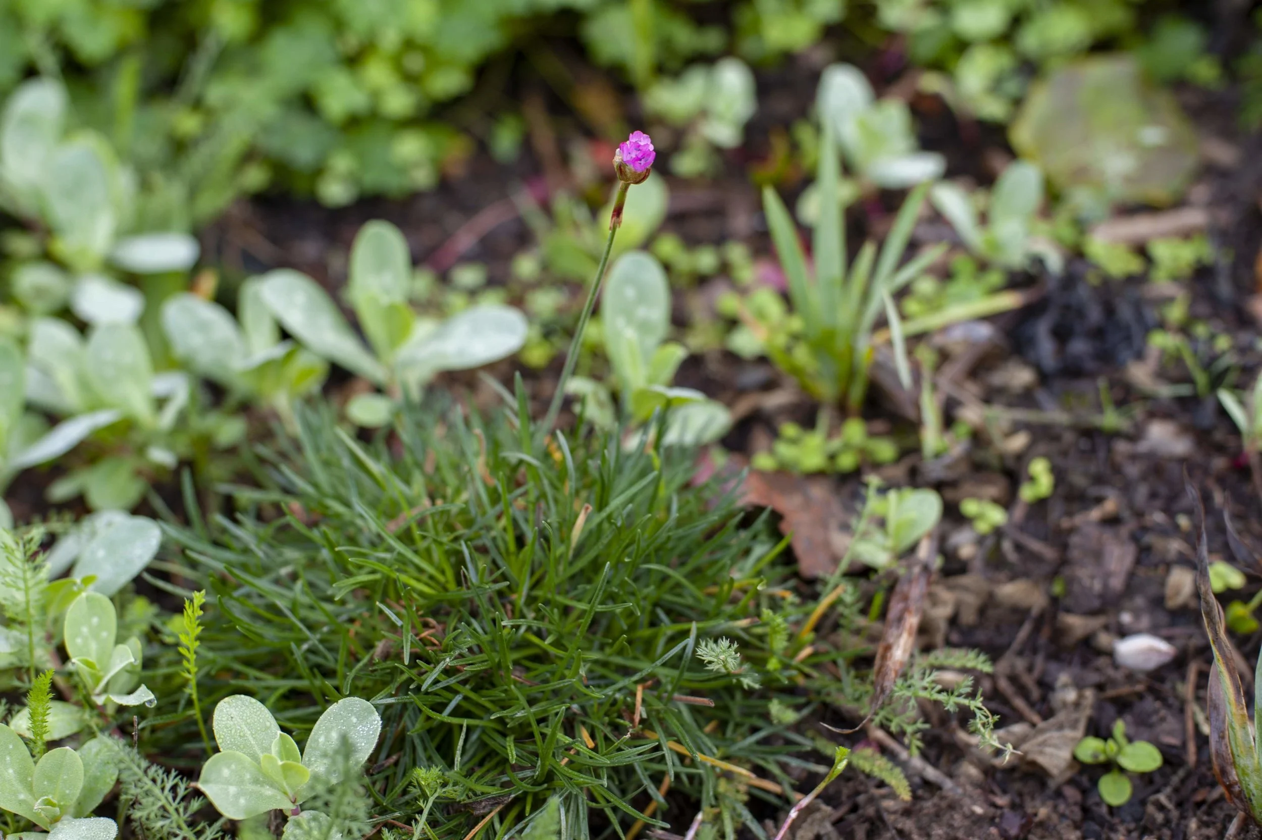 Sea thrift at GFE.