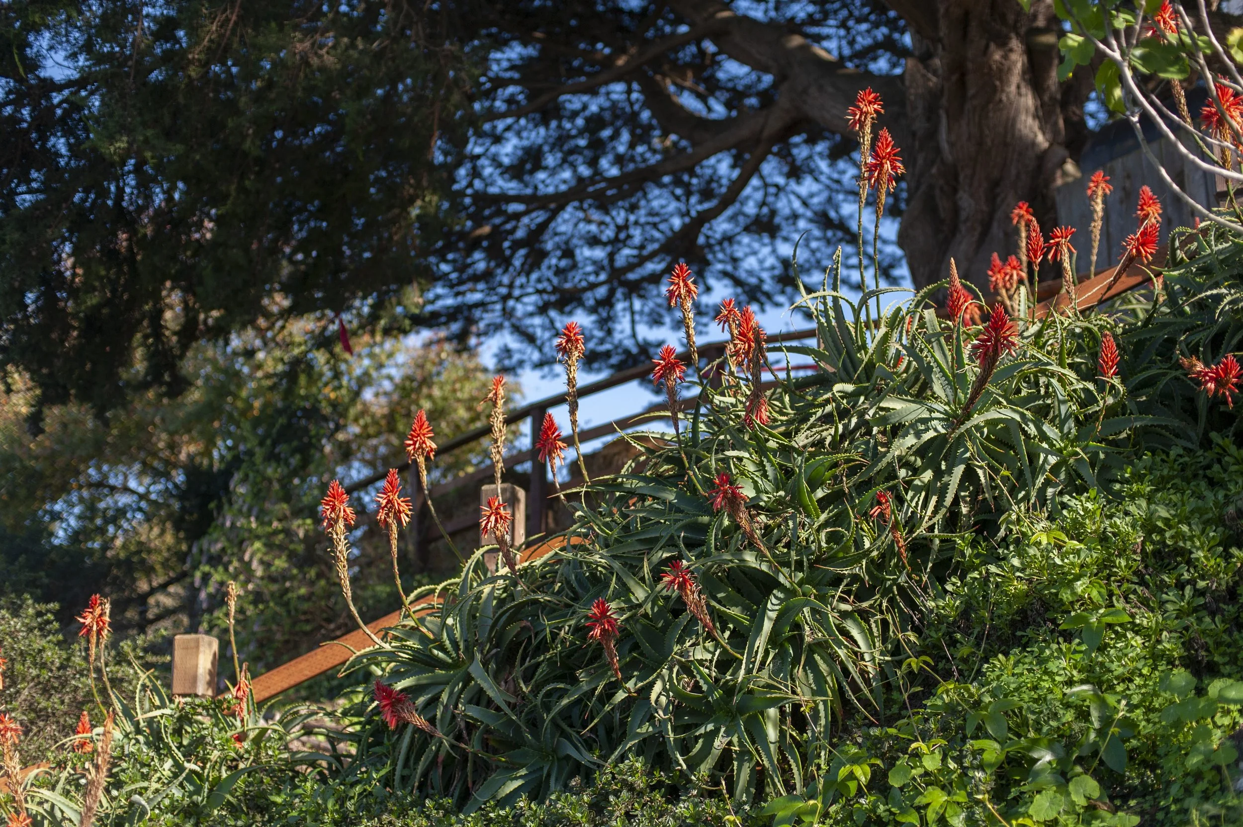 Tree aloe.