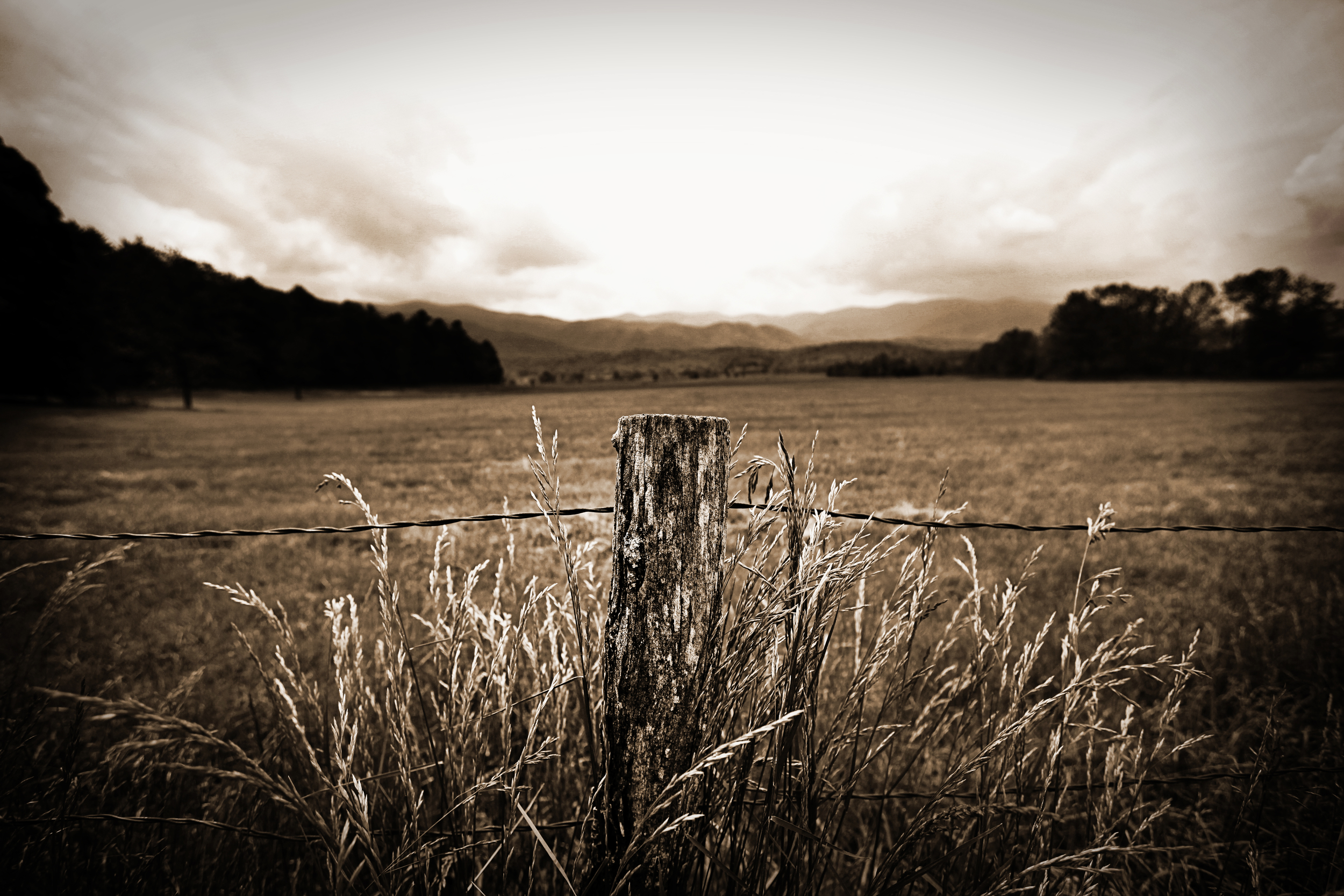 cadescove01sepia.jpg