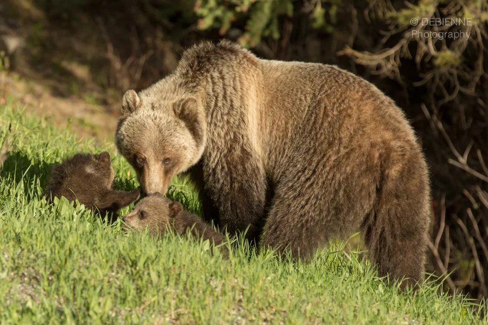 Mama Bear