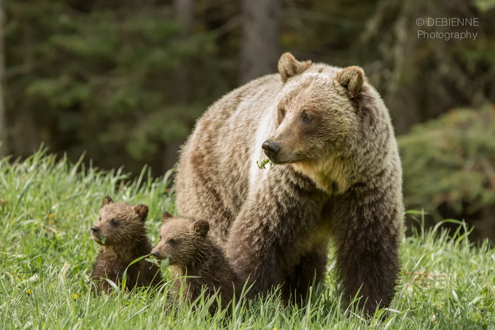 The Three Bears