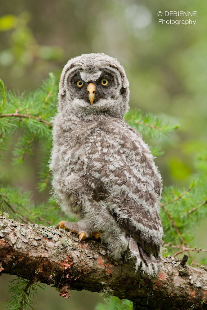 Great Gray Perched