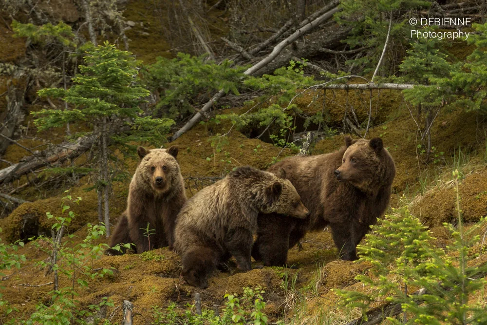 Family of Three