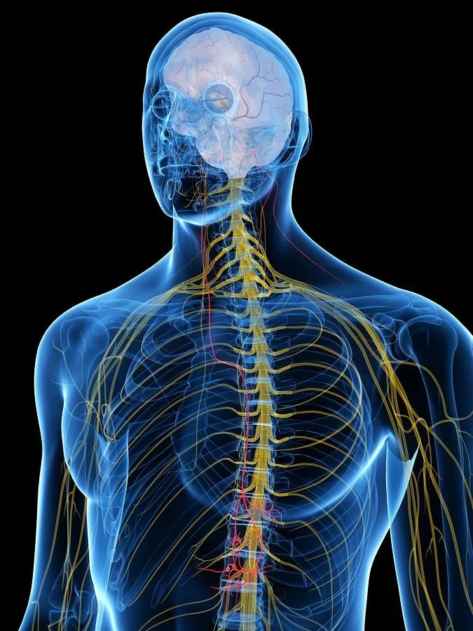 bigstock-d-rendered-medically-accurate-207616015-min.jpg