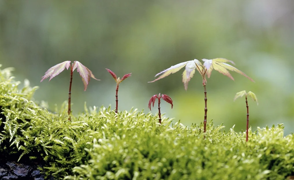 Maple tree saplings.jpg