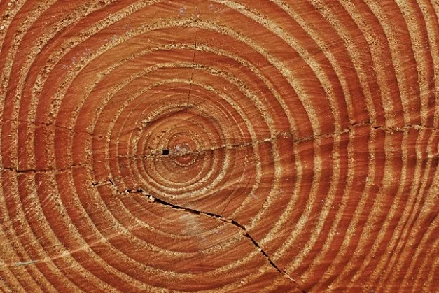 Tree Rings jpeg.jpg