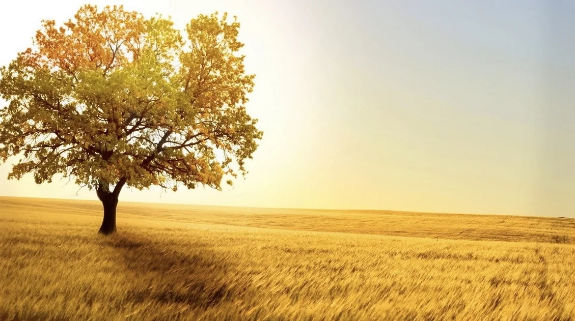 Tree on a hill jpeg.jpg