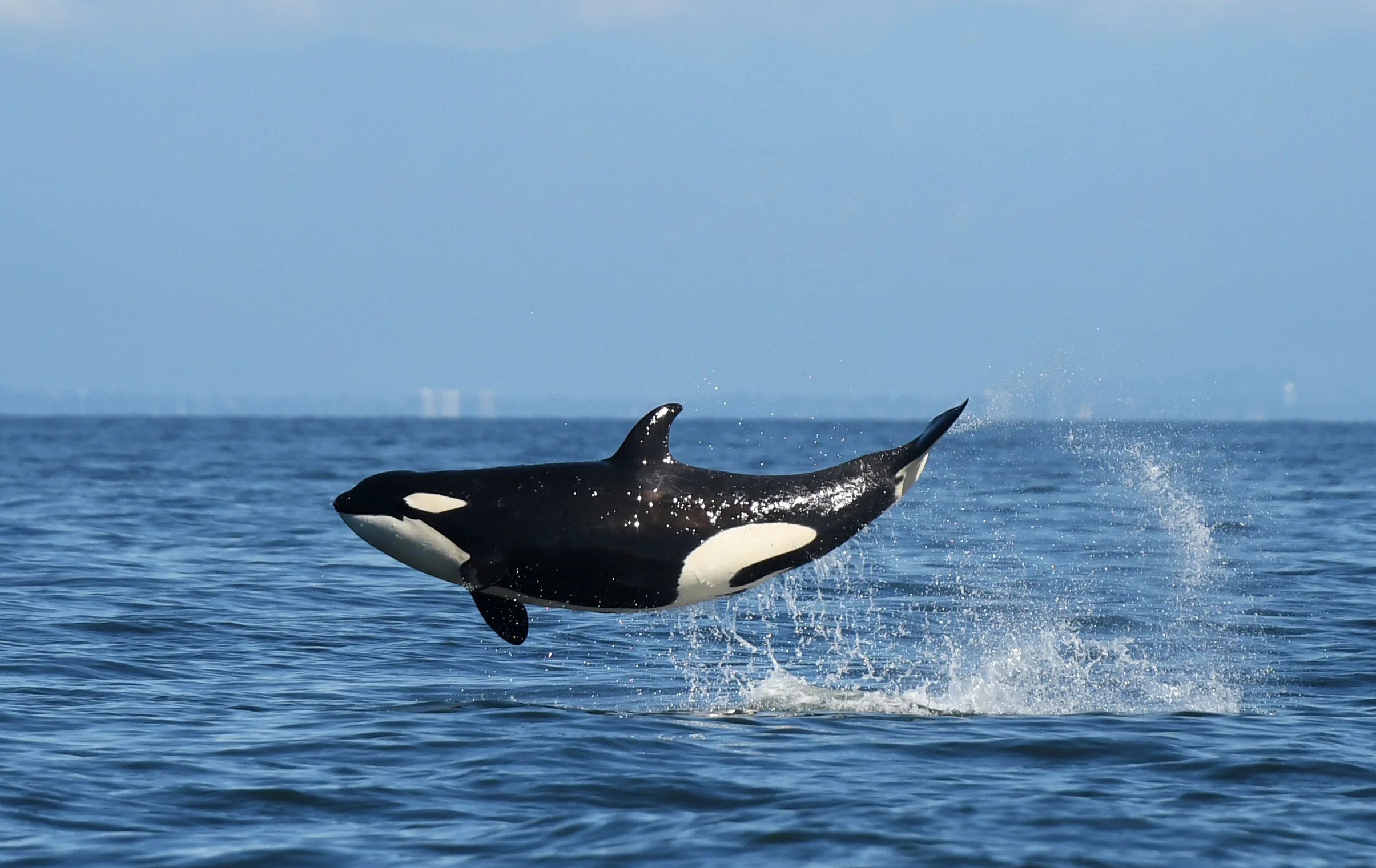 T036A3 leaping into the air after a successful porpoise hunt.