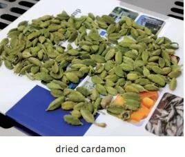 dried-cardamon.JPG