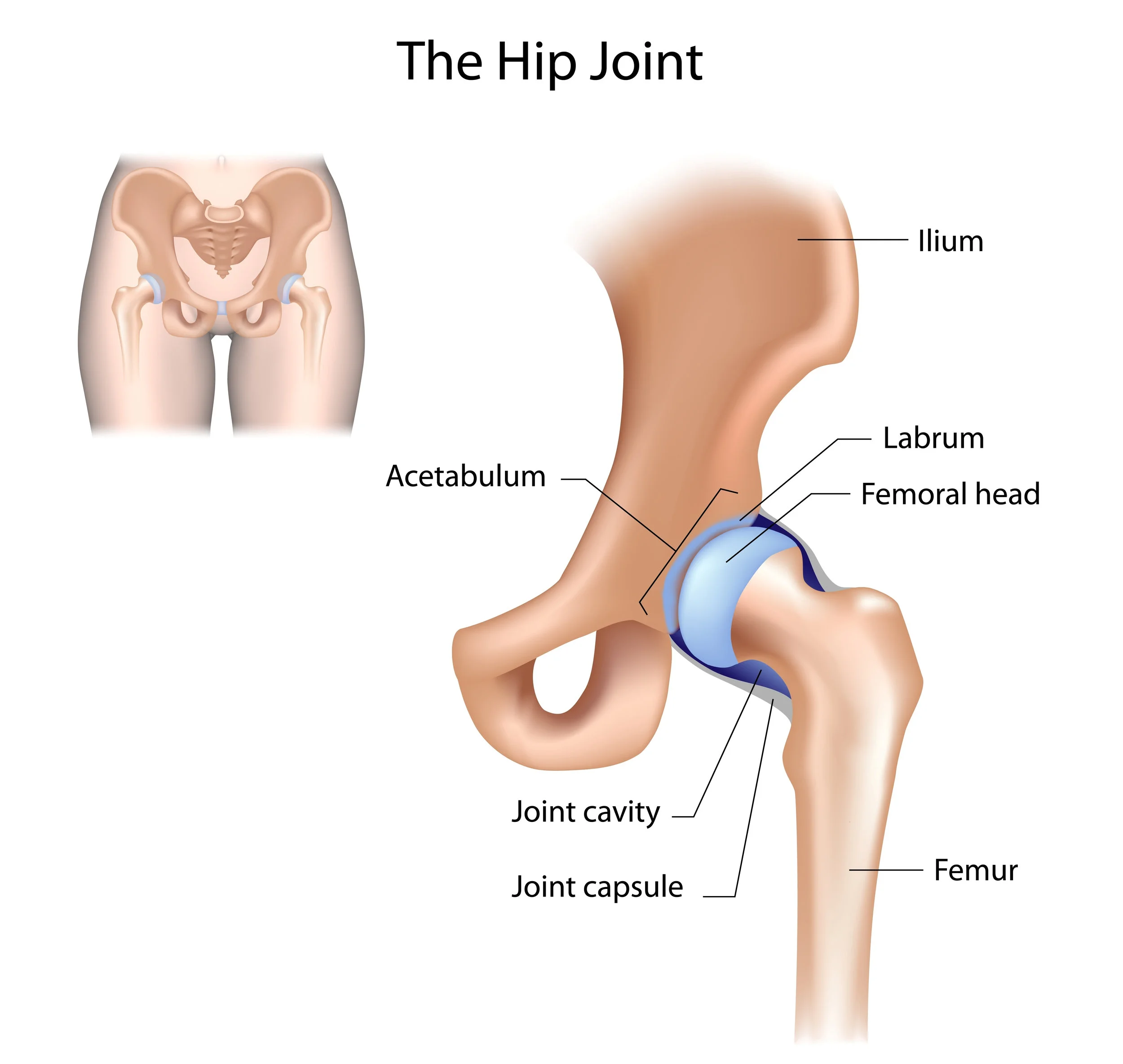 Anatomy of the hip, showing the major structural components