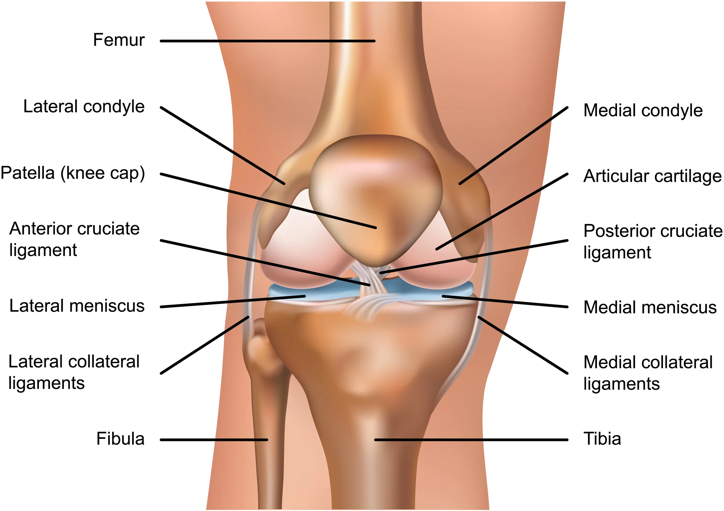 Medial Knee Anatomy Medial Knee Anatomy