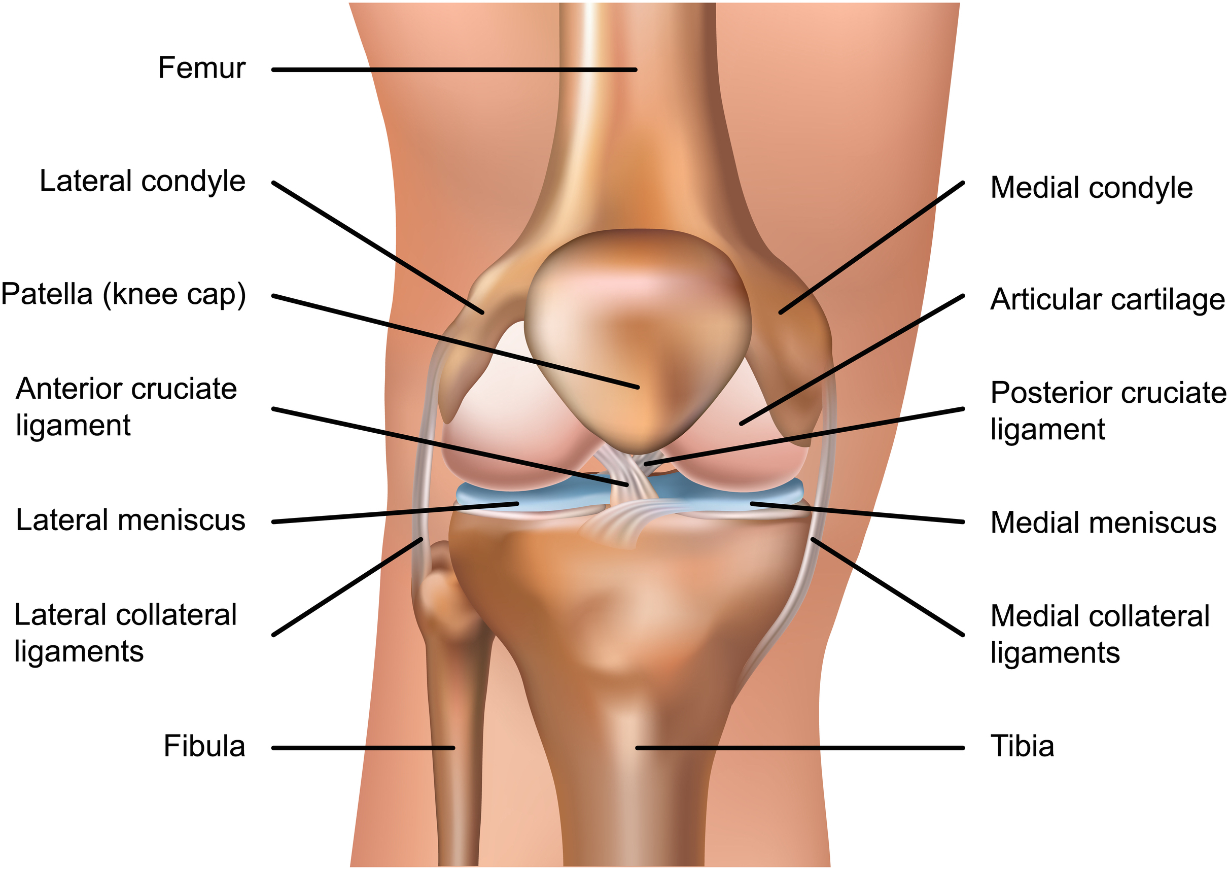 Anatomy of the knee, showing the major structural components