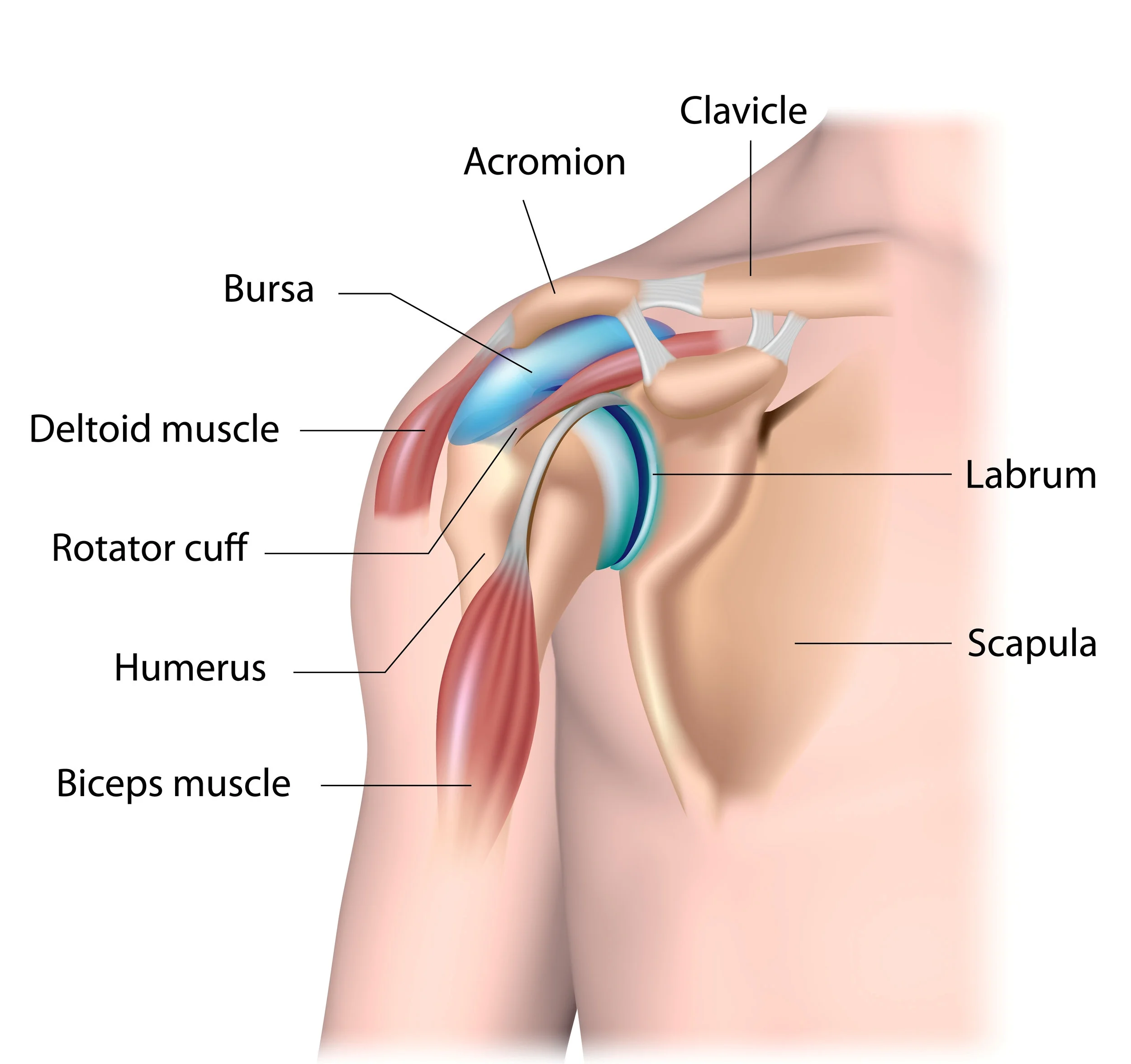 Anatomy of the shoulder, showing the main structural components