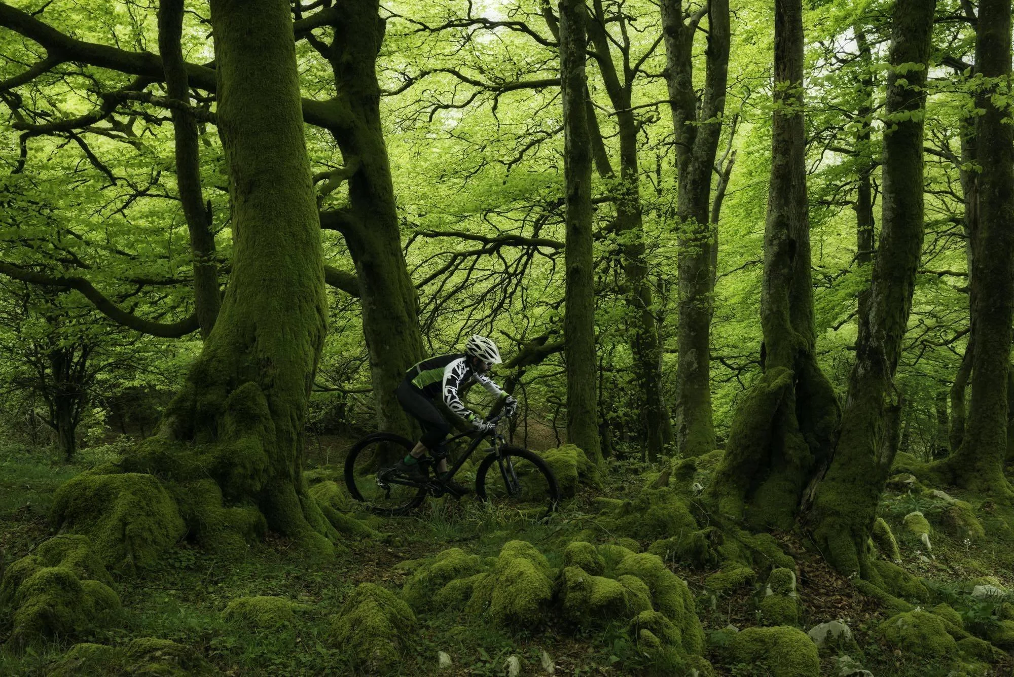 mountain-biker-mossy-forest-trail.jpg