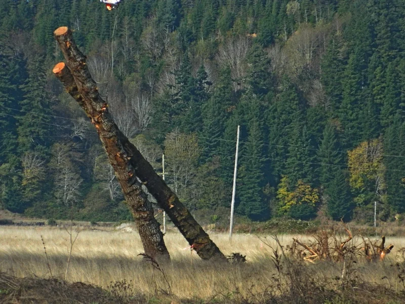marsh restore trees slant 14 oct 16.JPG