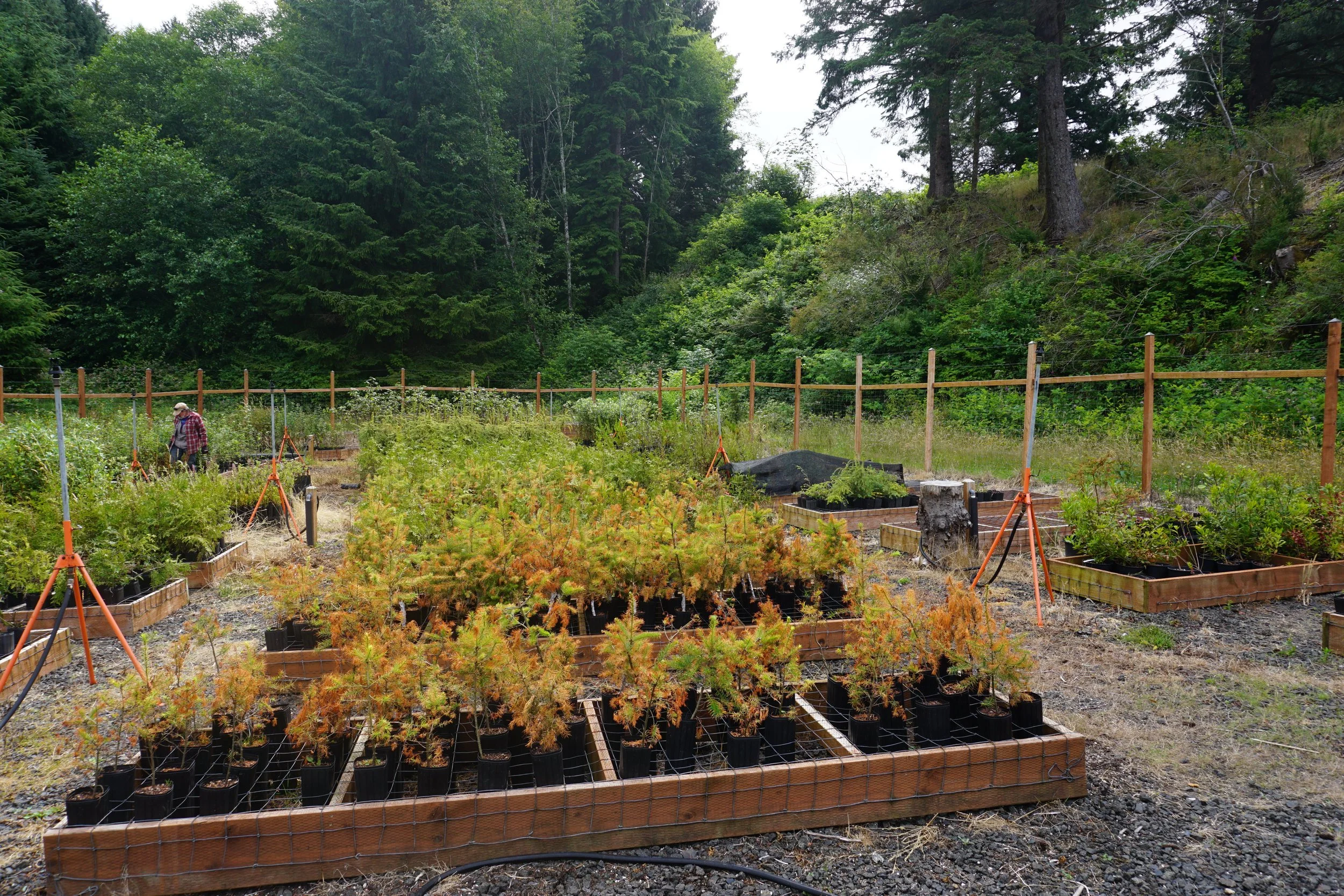  Volunteer Day: Beaver Creek nursery work day