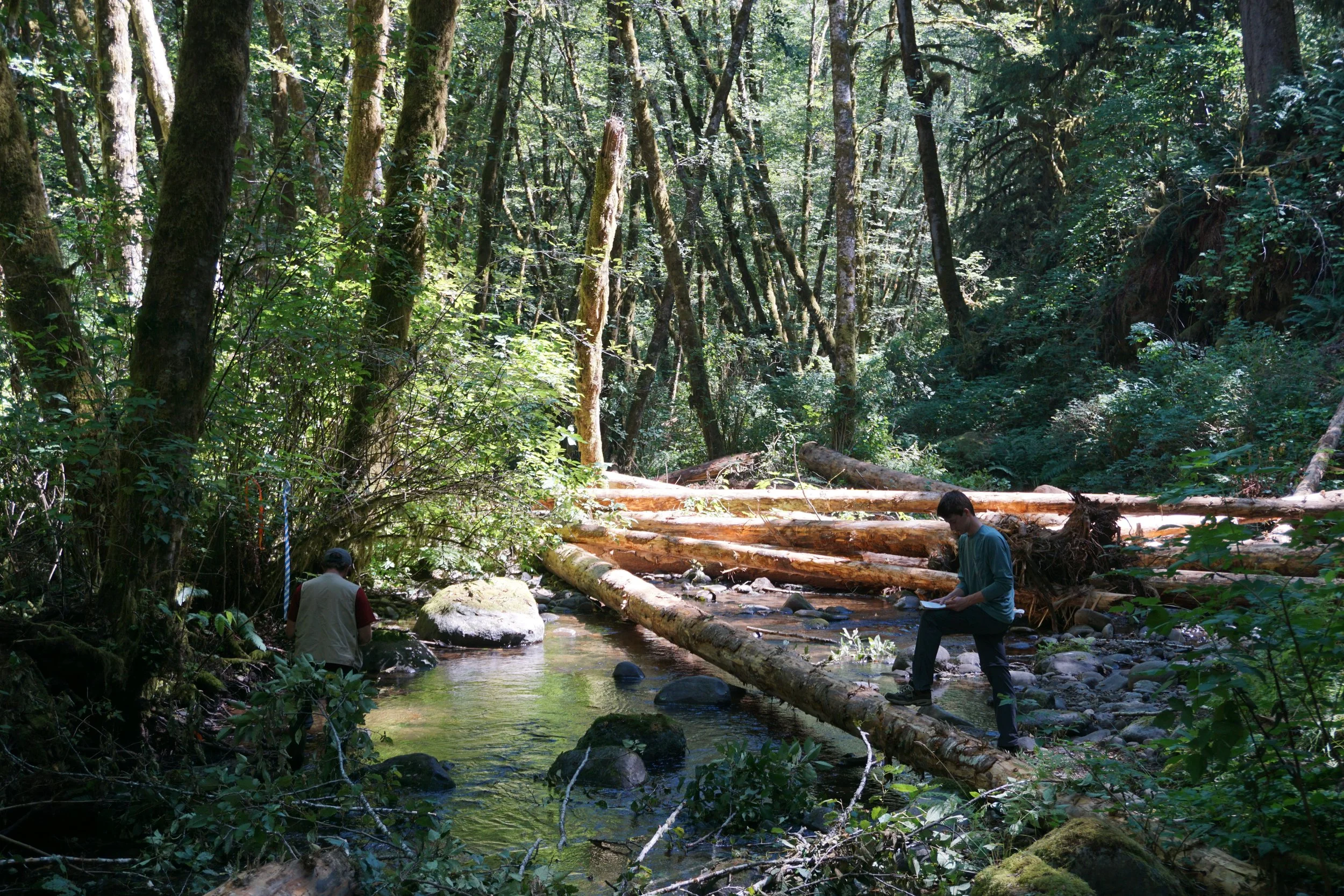 Volunteer Day: Mill Creek (Alsea)