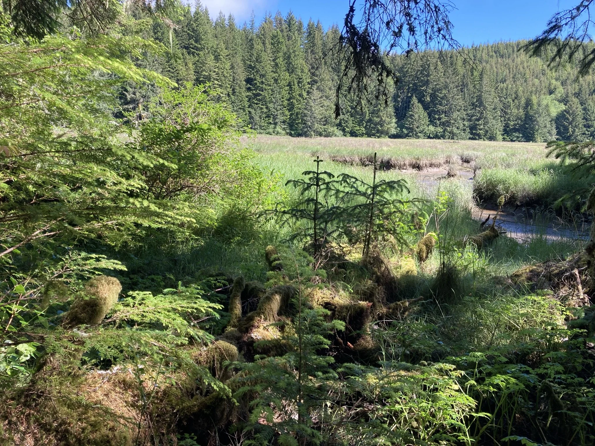 Understanding, Conserving, and Restoring Tidal Wetlands in the Alsea Estuary