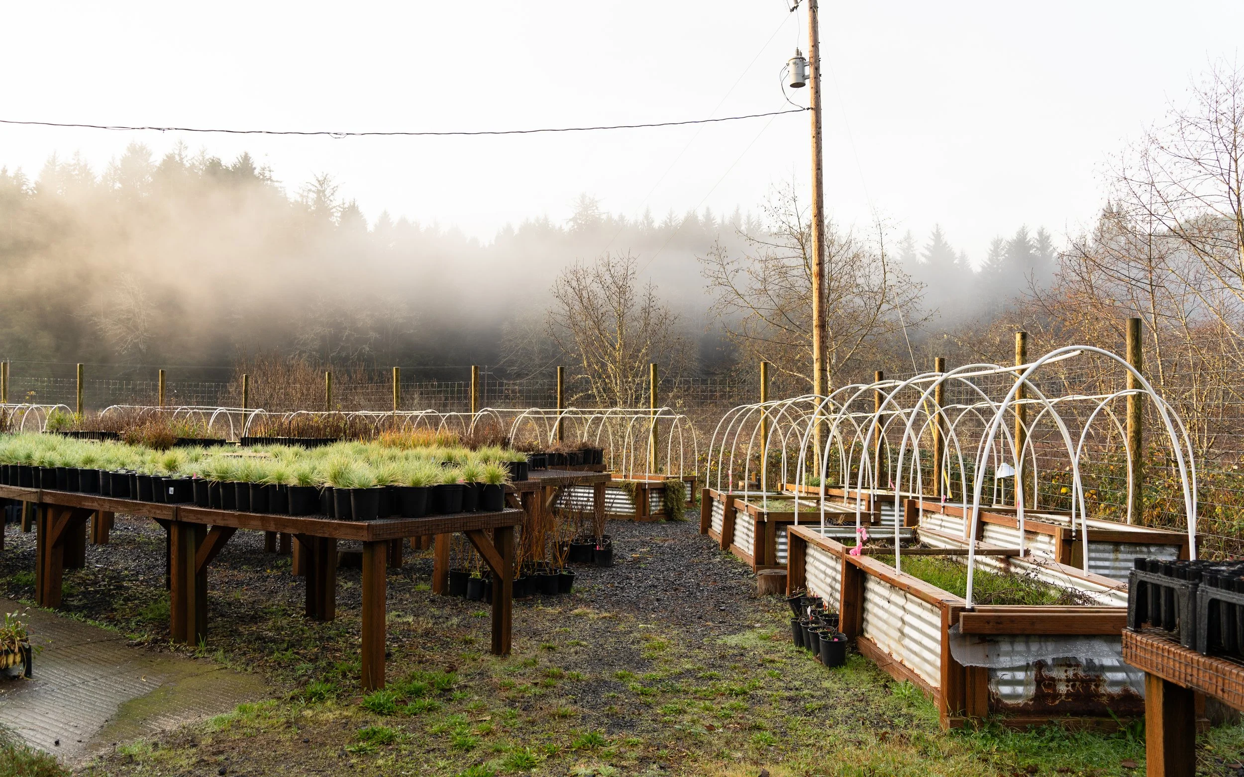 Volunteer Day- Native Plant Nursery