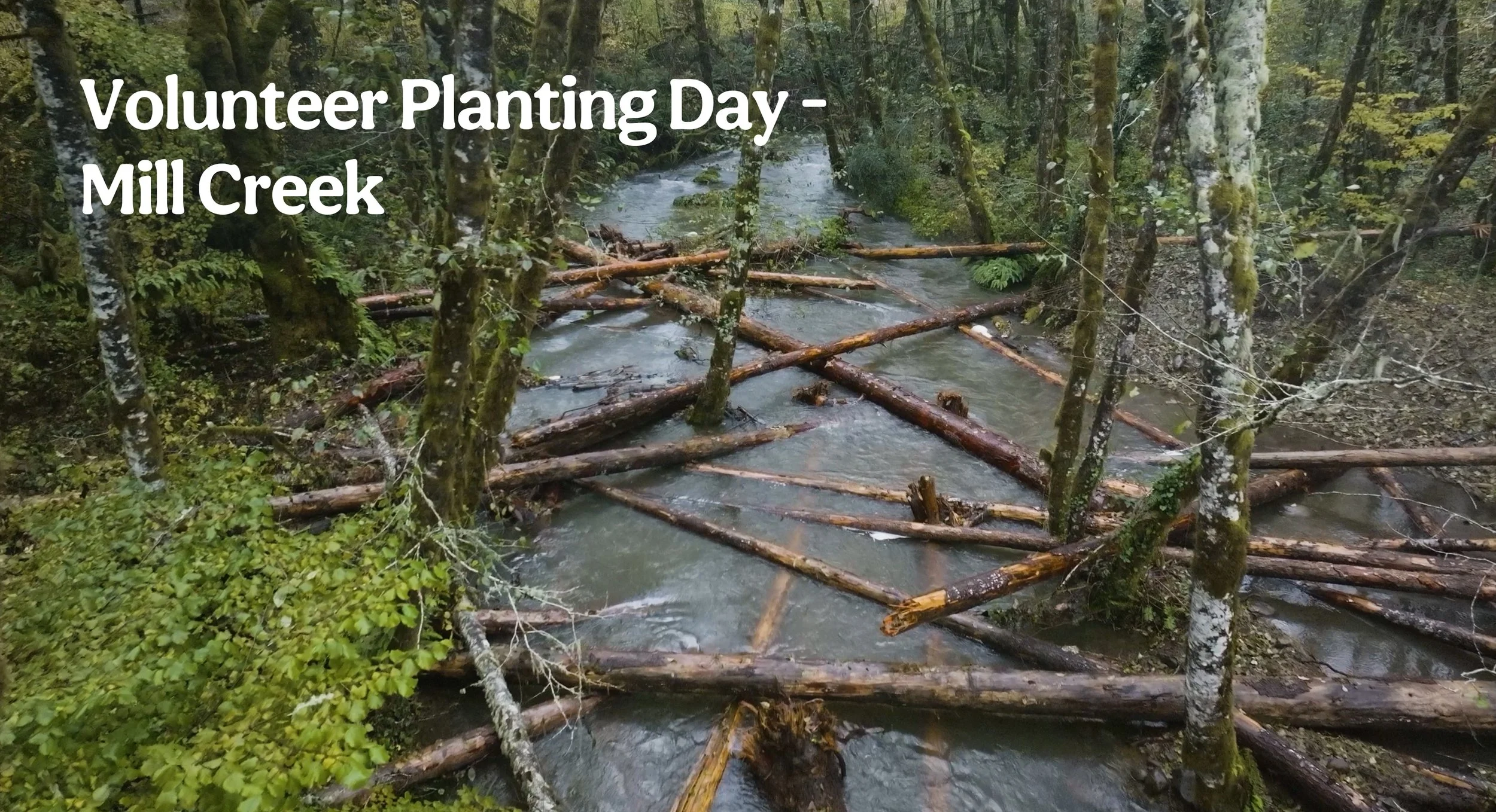 Volunteer Planting Day- Mill Creek