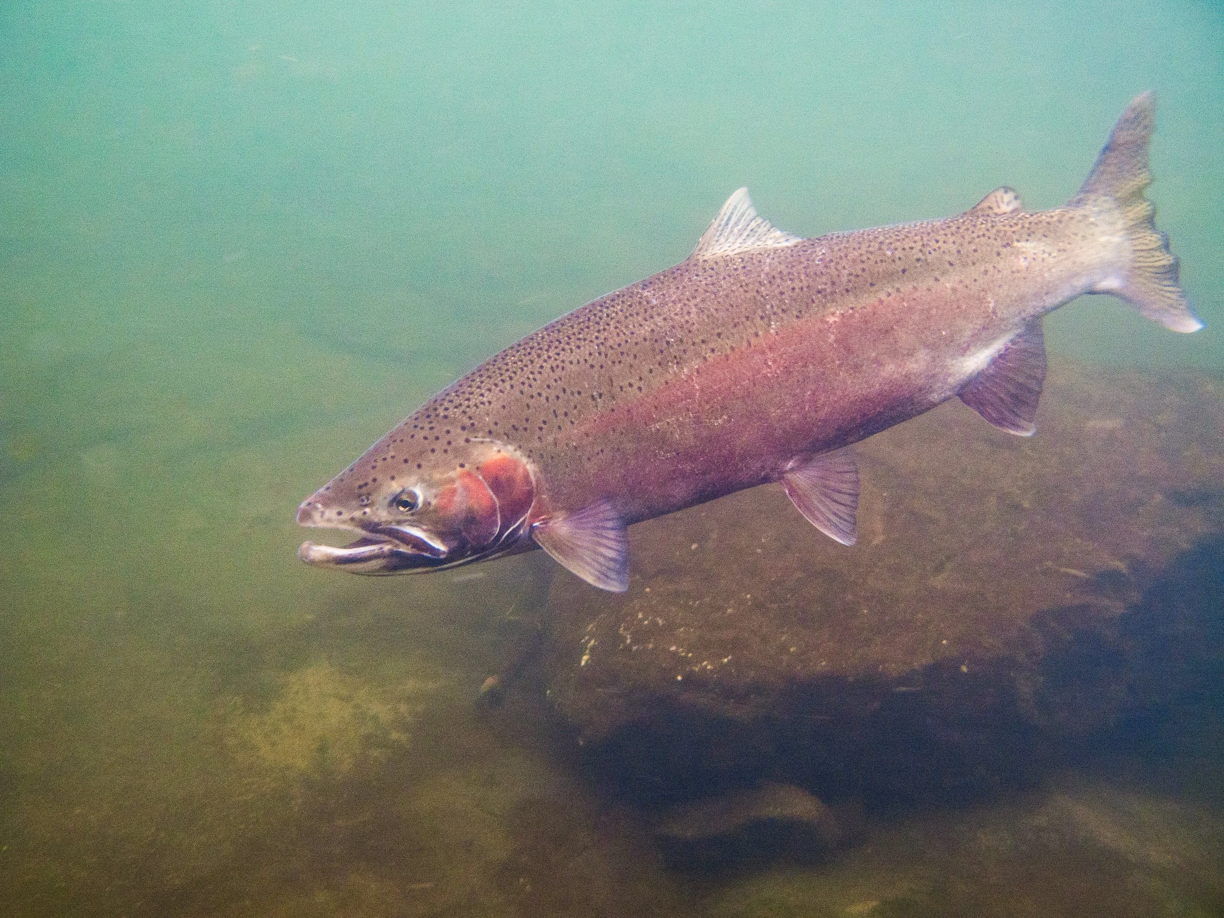 The Secret Lives of Salmon: A Night for Curious Landowners