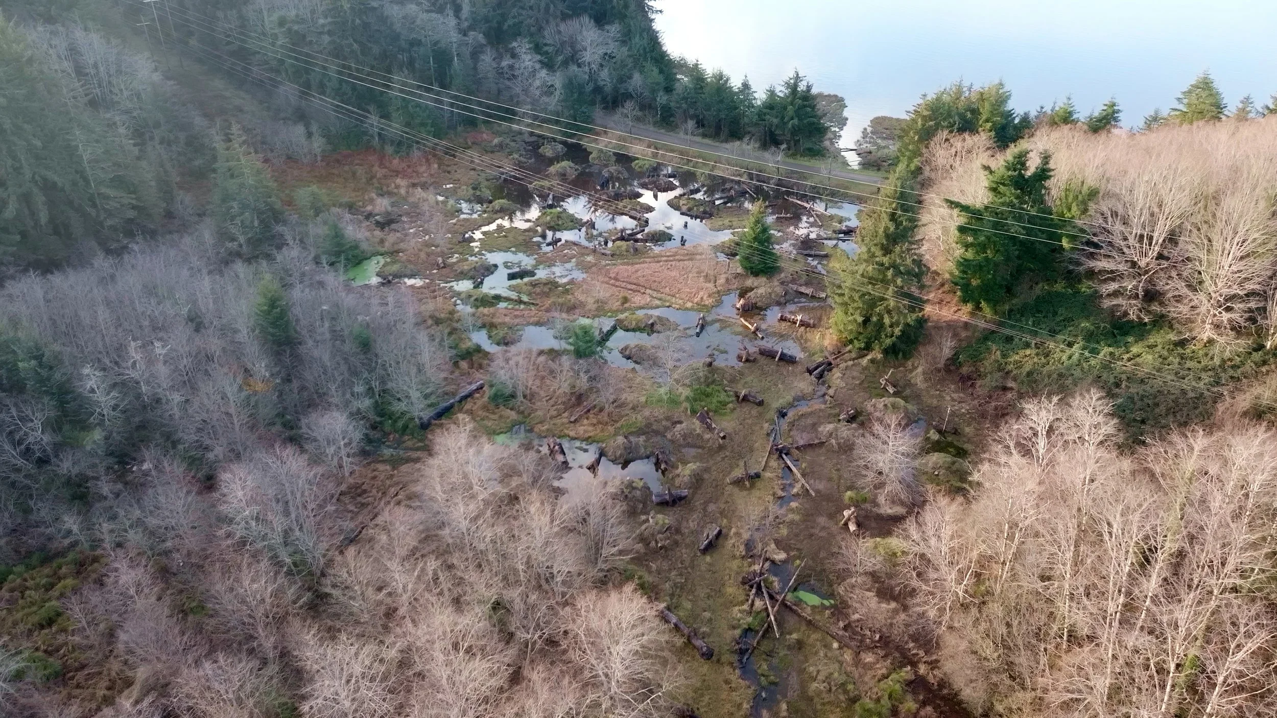 Restoring Our Estuaries: A Look at the Alsea