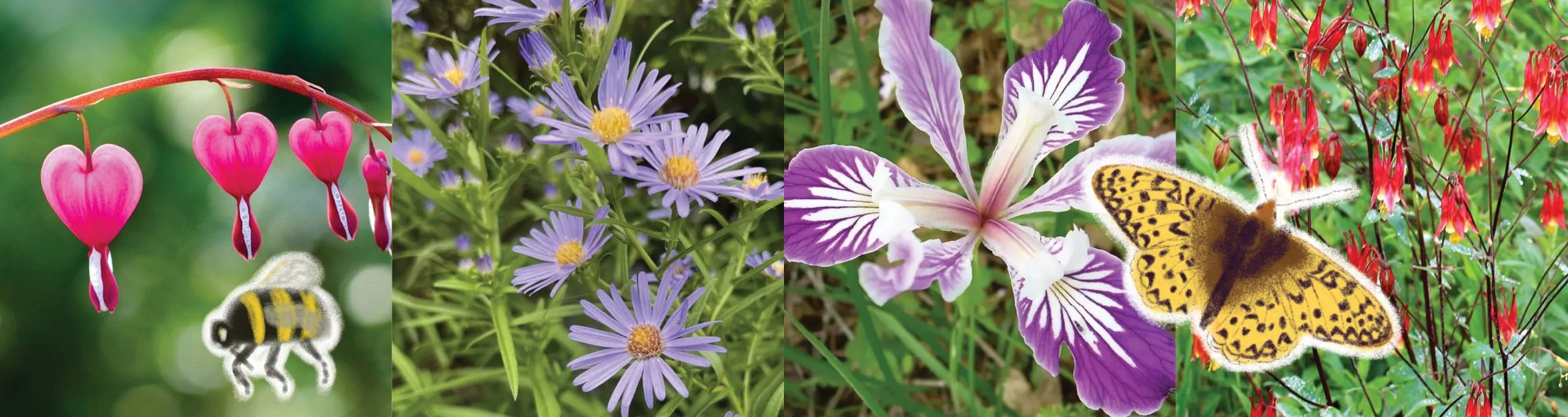 Native Plant Sale- Supporting Pollinator Gardens