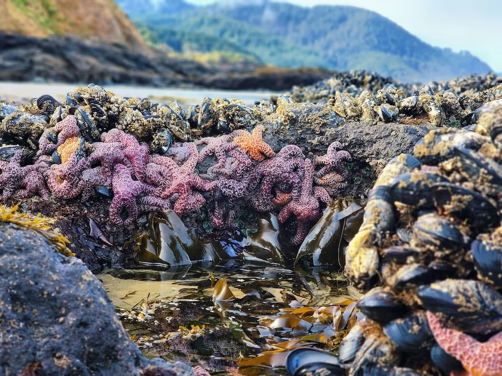 Connection as Conservation: Stories from the Cape Perpetua Collaborative
