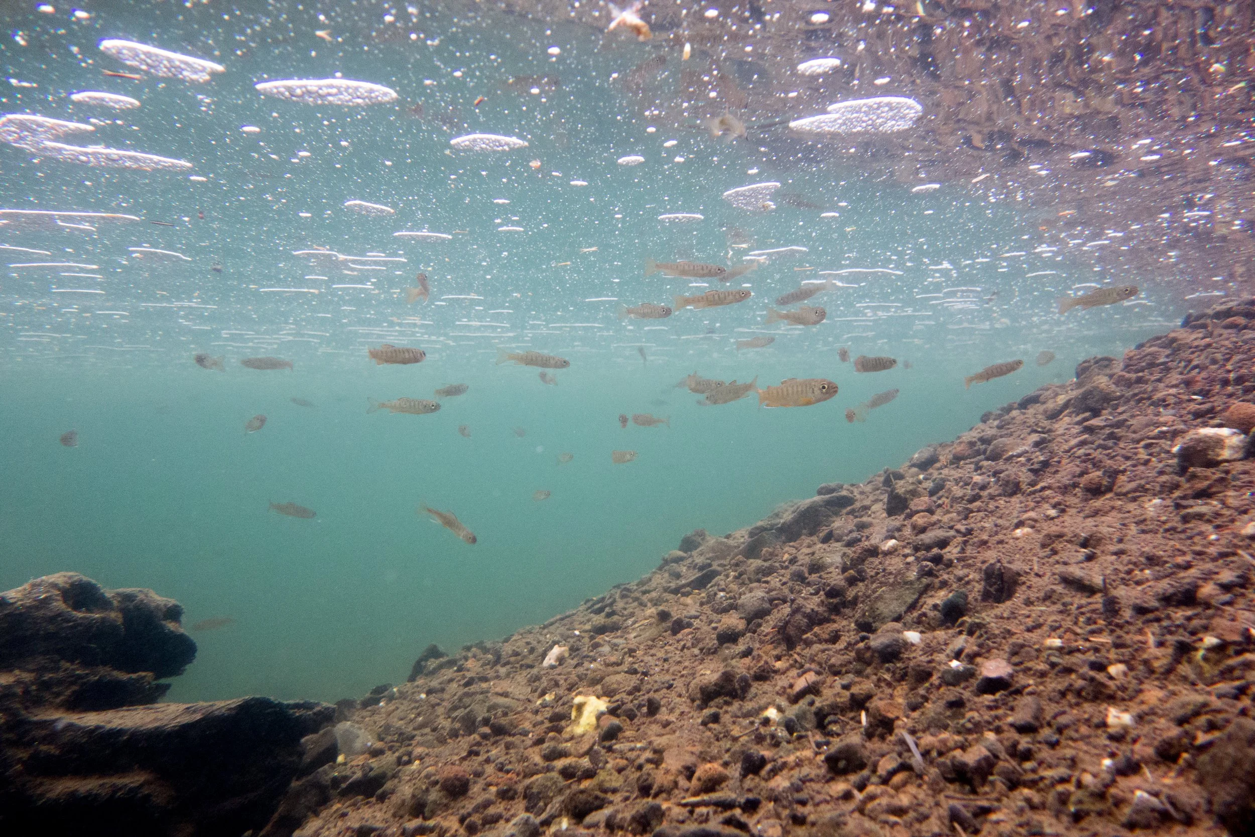 Salmon — MidCoast Watersheds Council